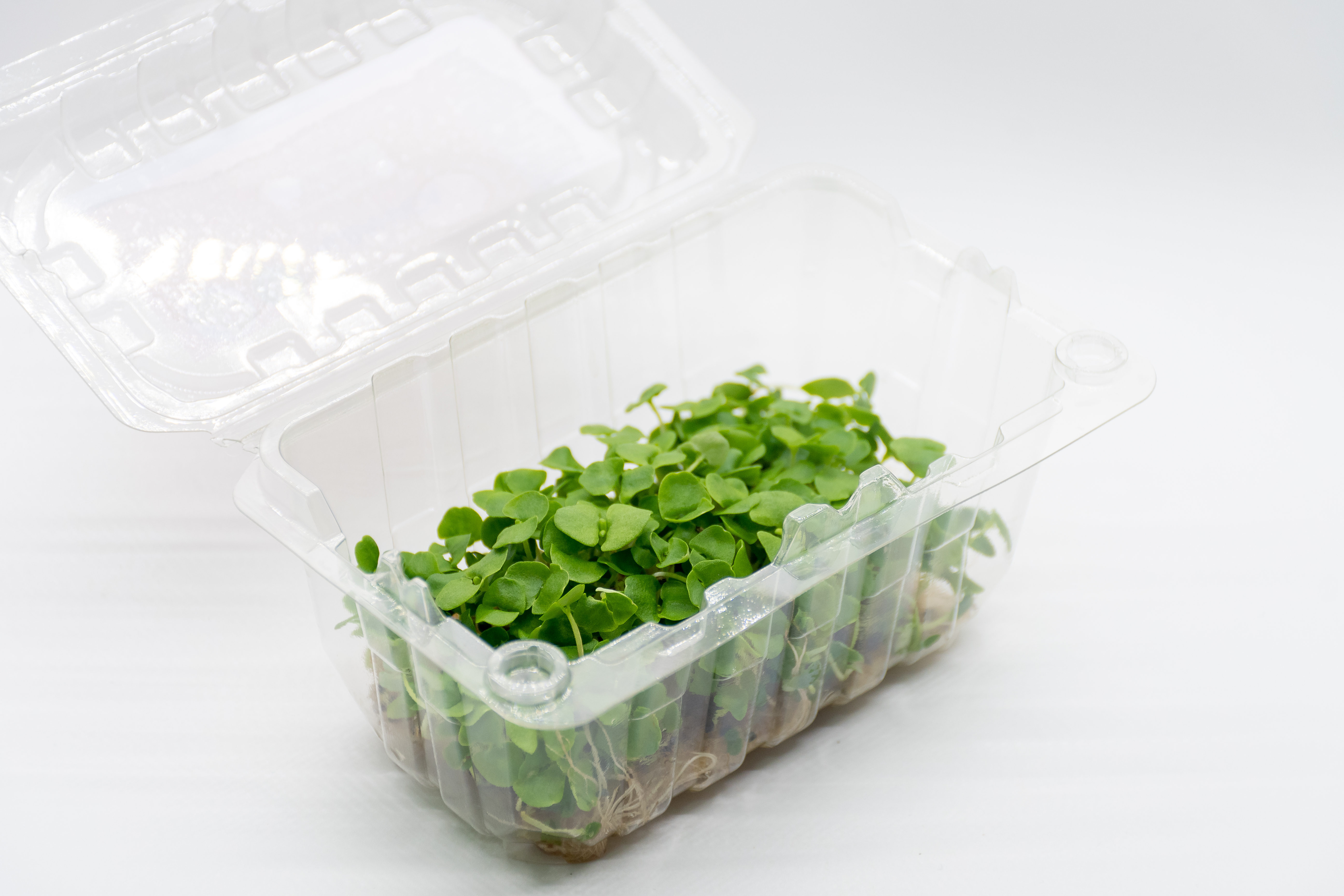 Germinado de Albahaca Pequeño