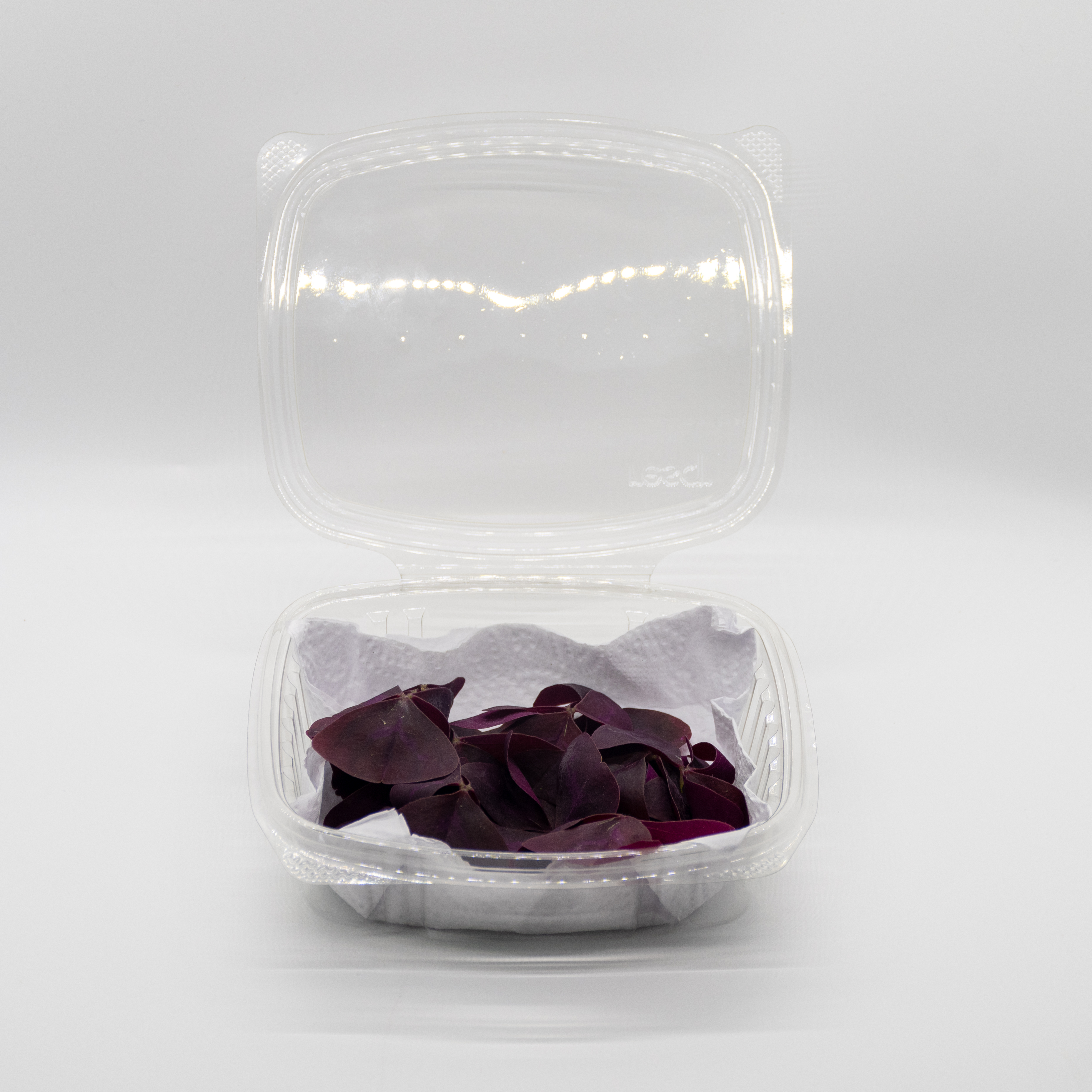 Oxalis Morada x 20 unidades