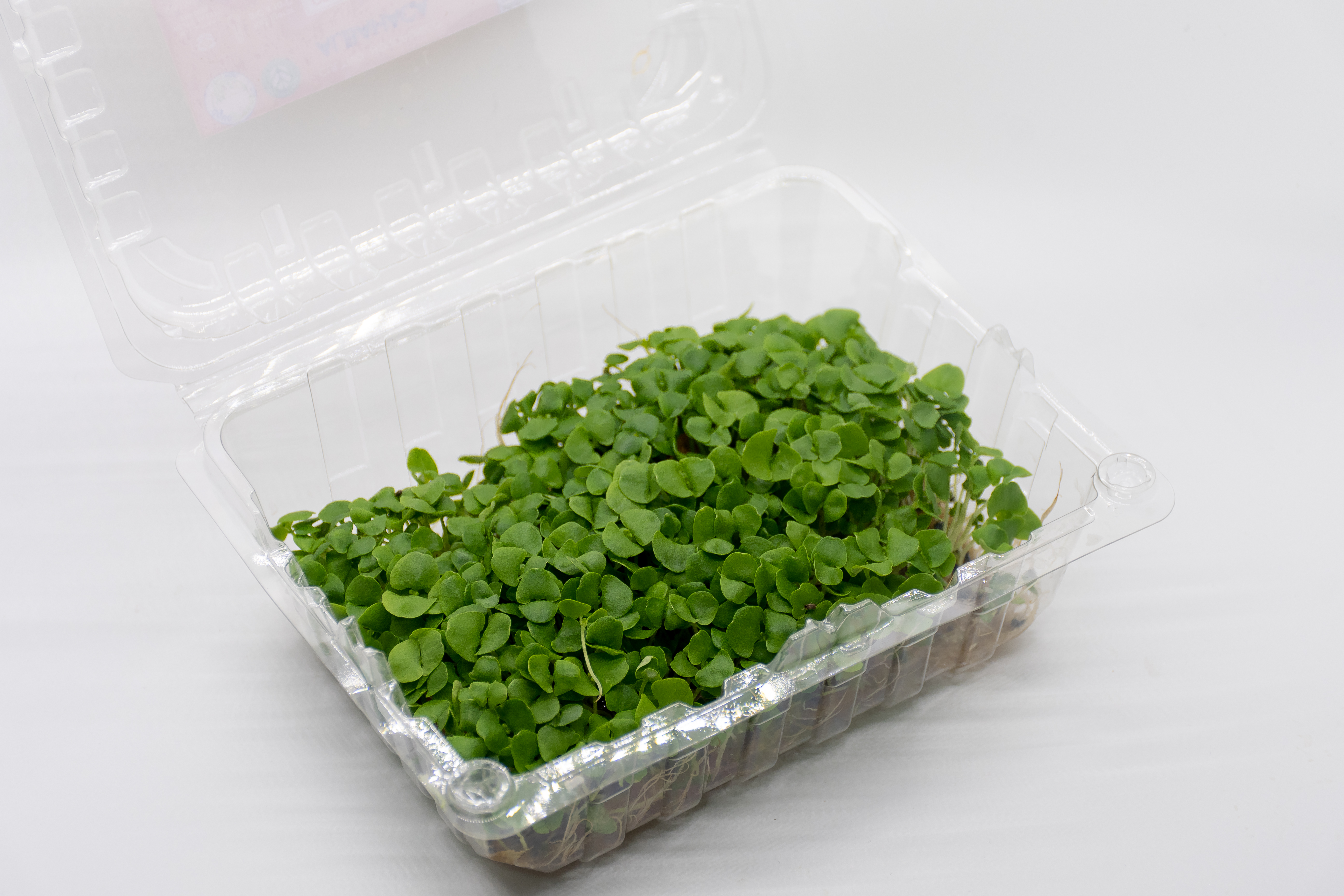 Germinado de Albahaca Mediano