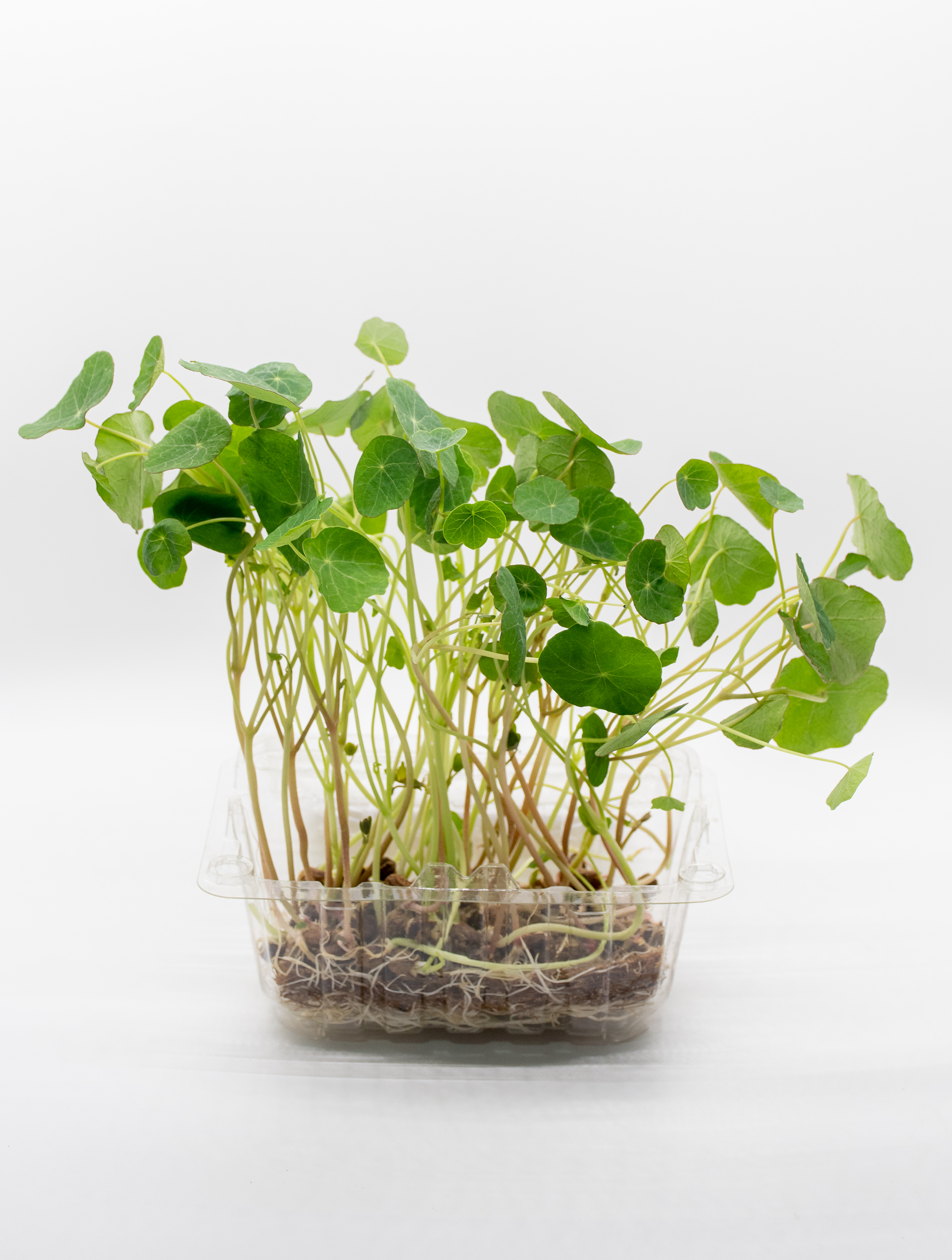 Germinado de Capuchina Pequeño