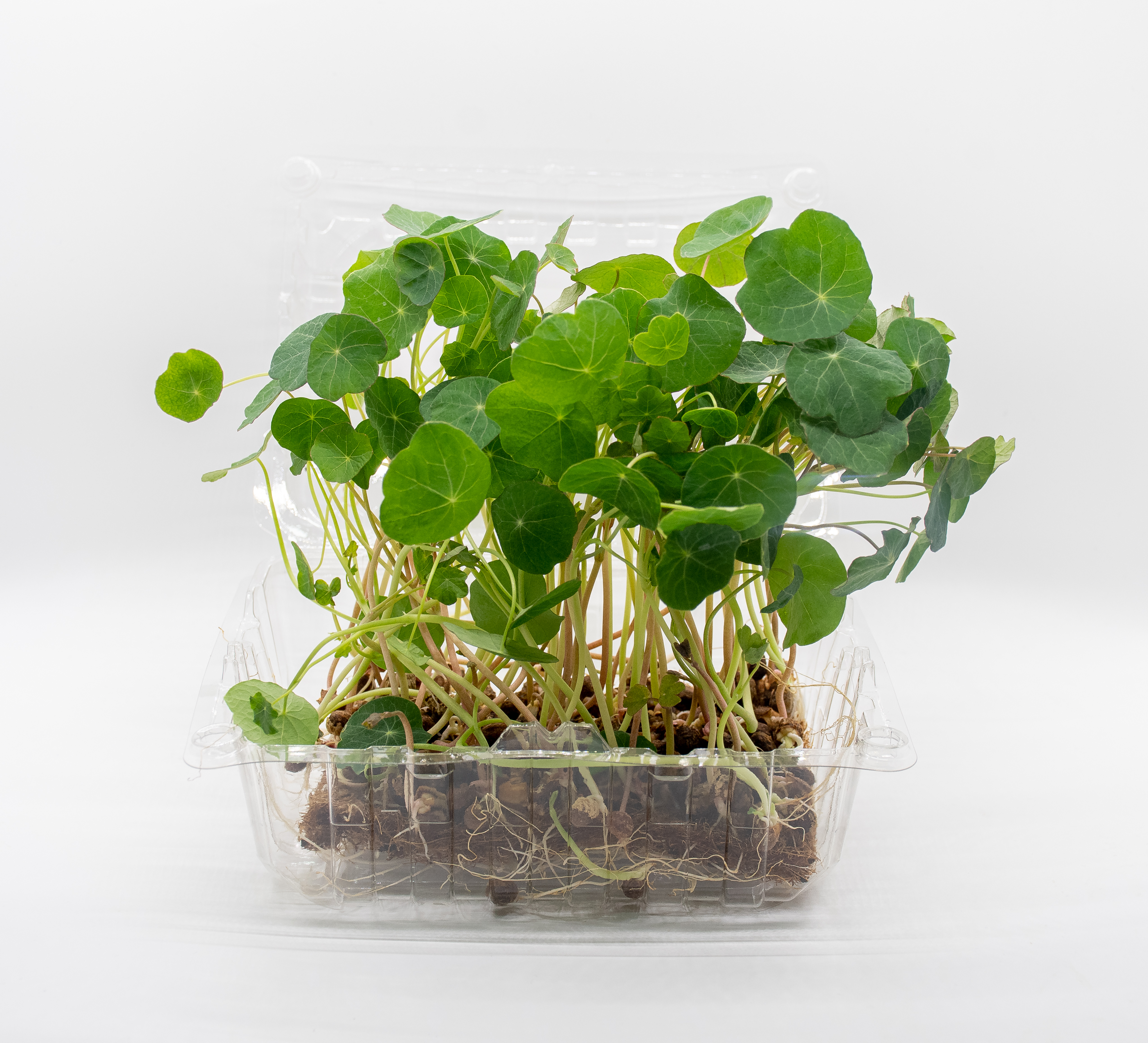 Germinado de Capuchina Mediano