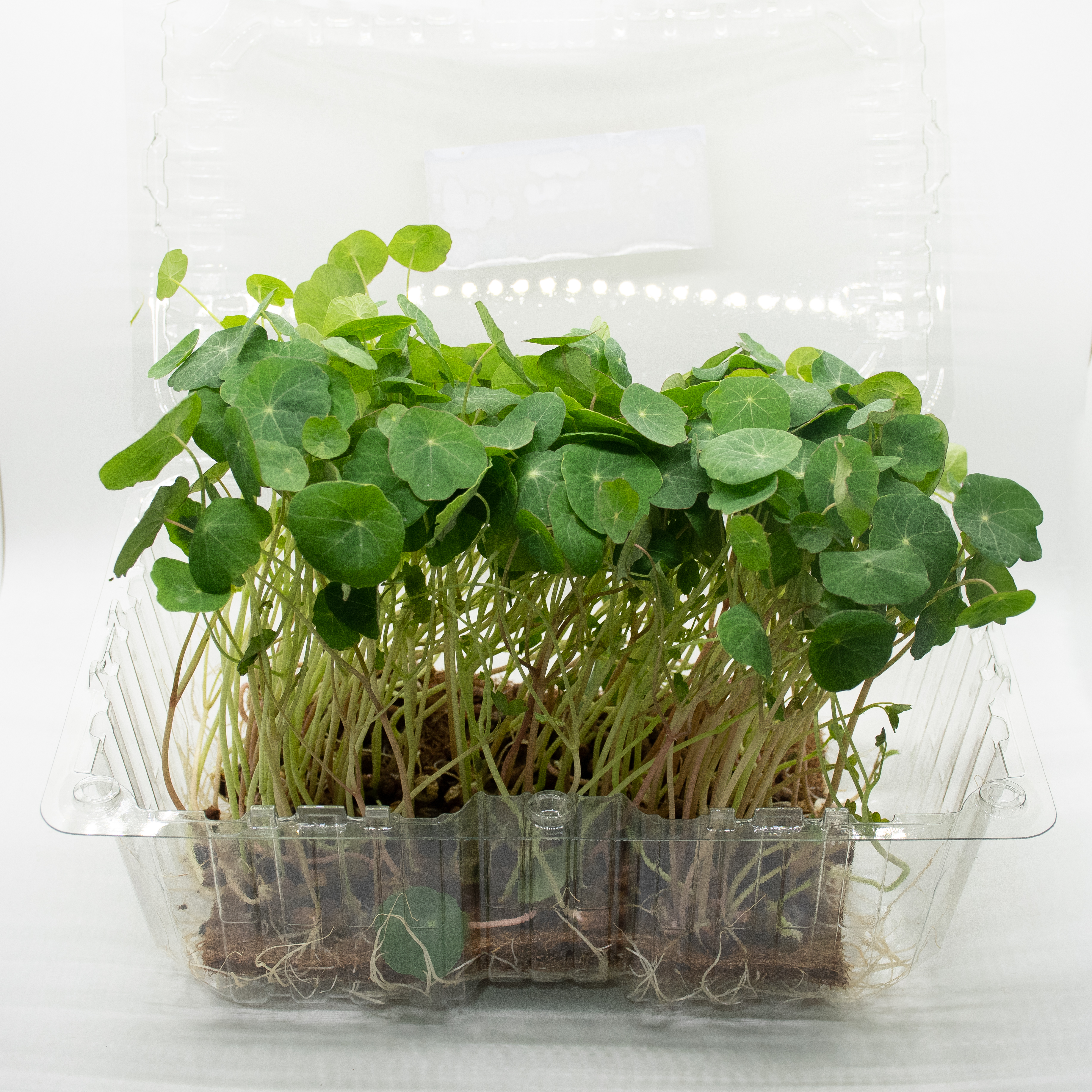 Germinado de Capuchina Grande