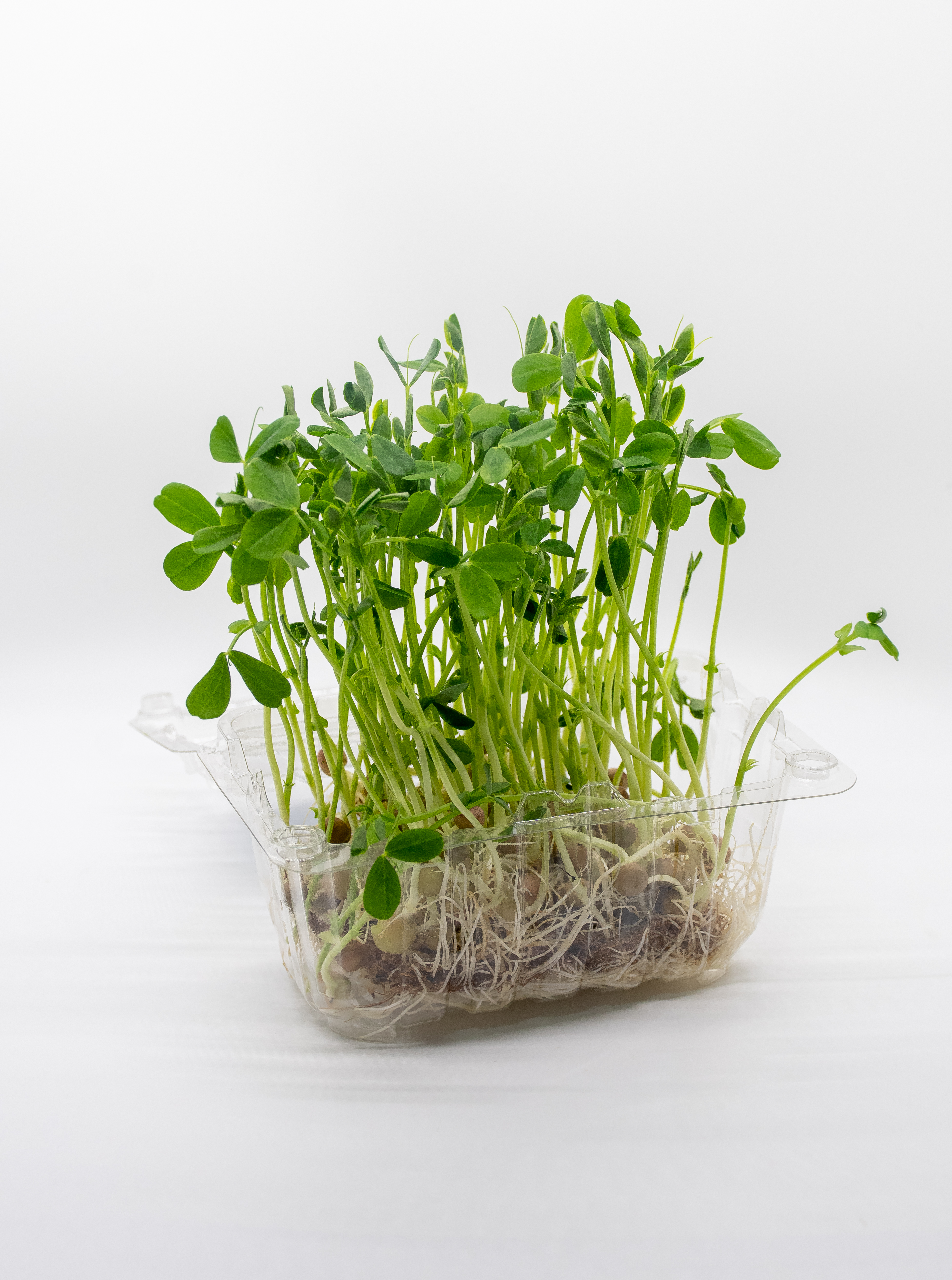 Germinado de Guisantes Pequeño