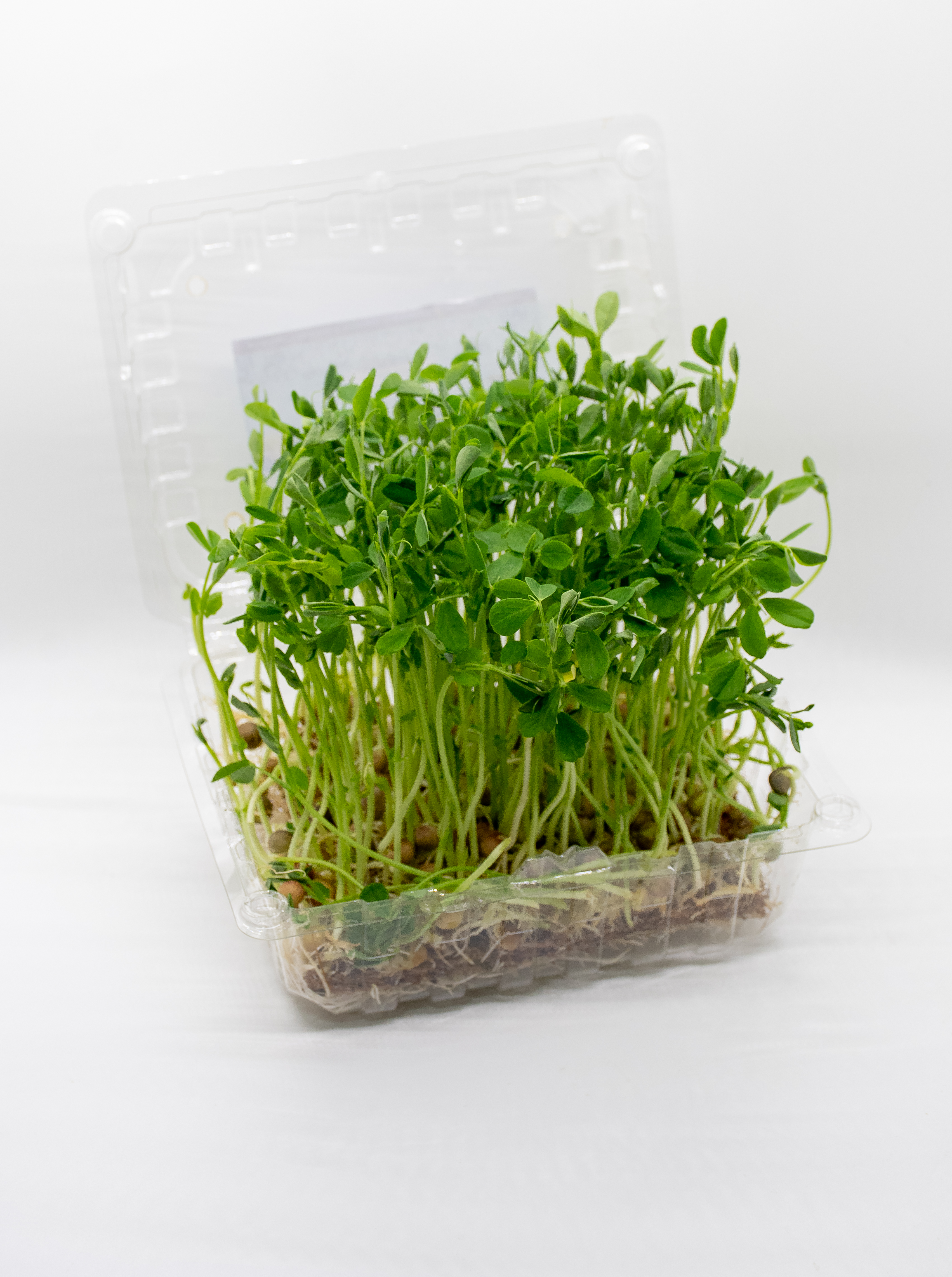 Germinado de Guisantes Mediano