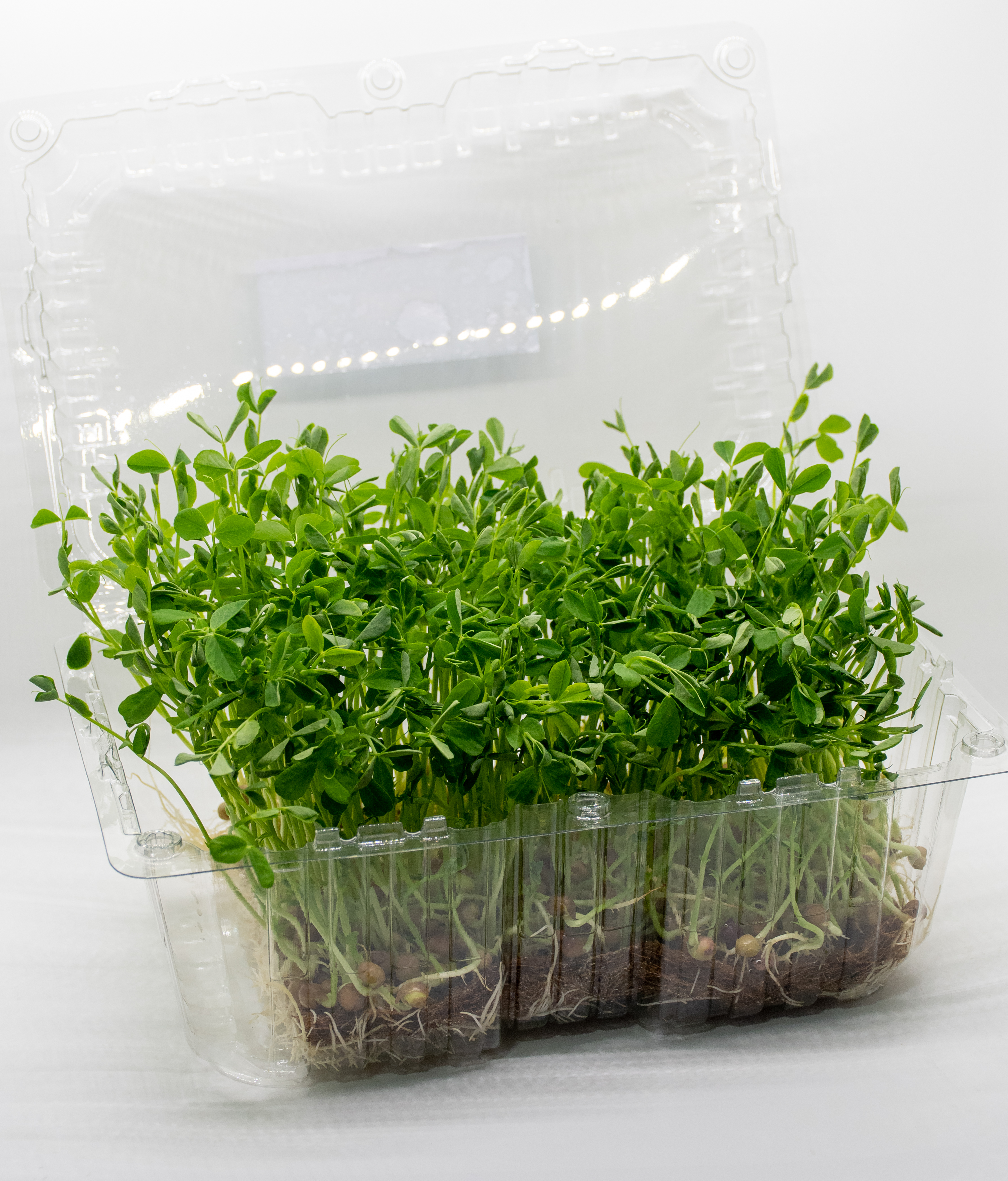 Germinado de Guisantes Grande