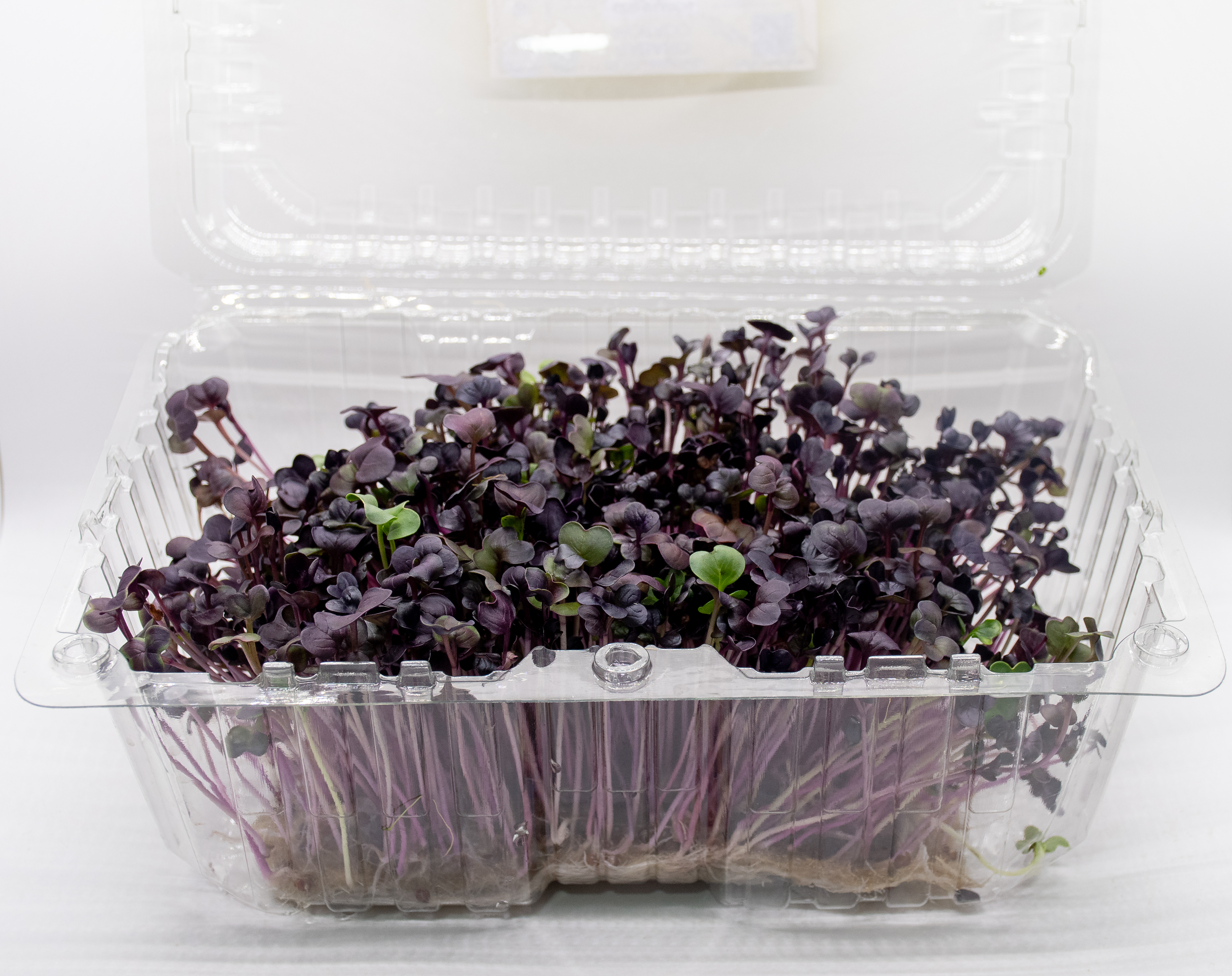 Germinado de Rabano Rambo Grande