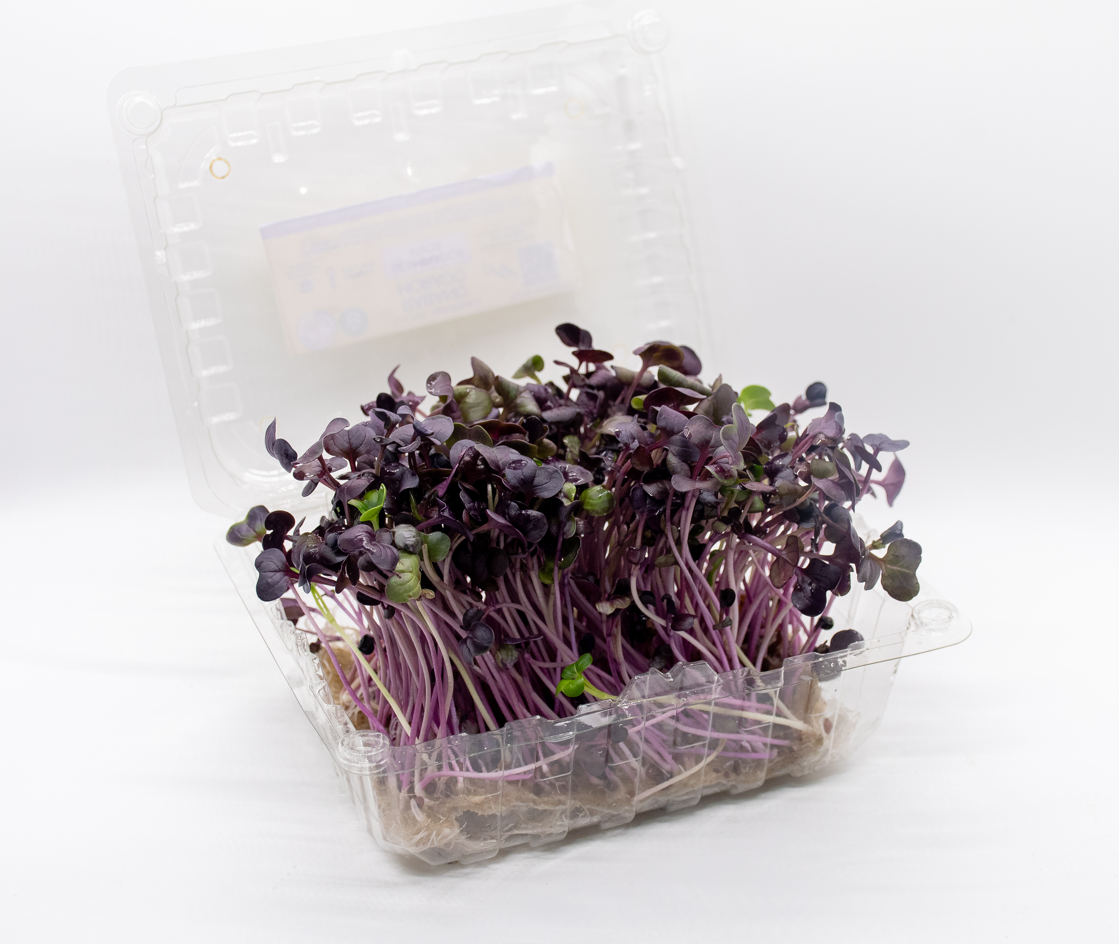 Germinado de Rabano Rambo Mediano