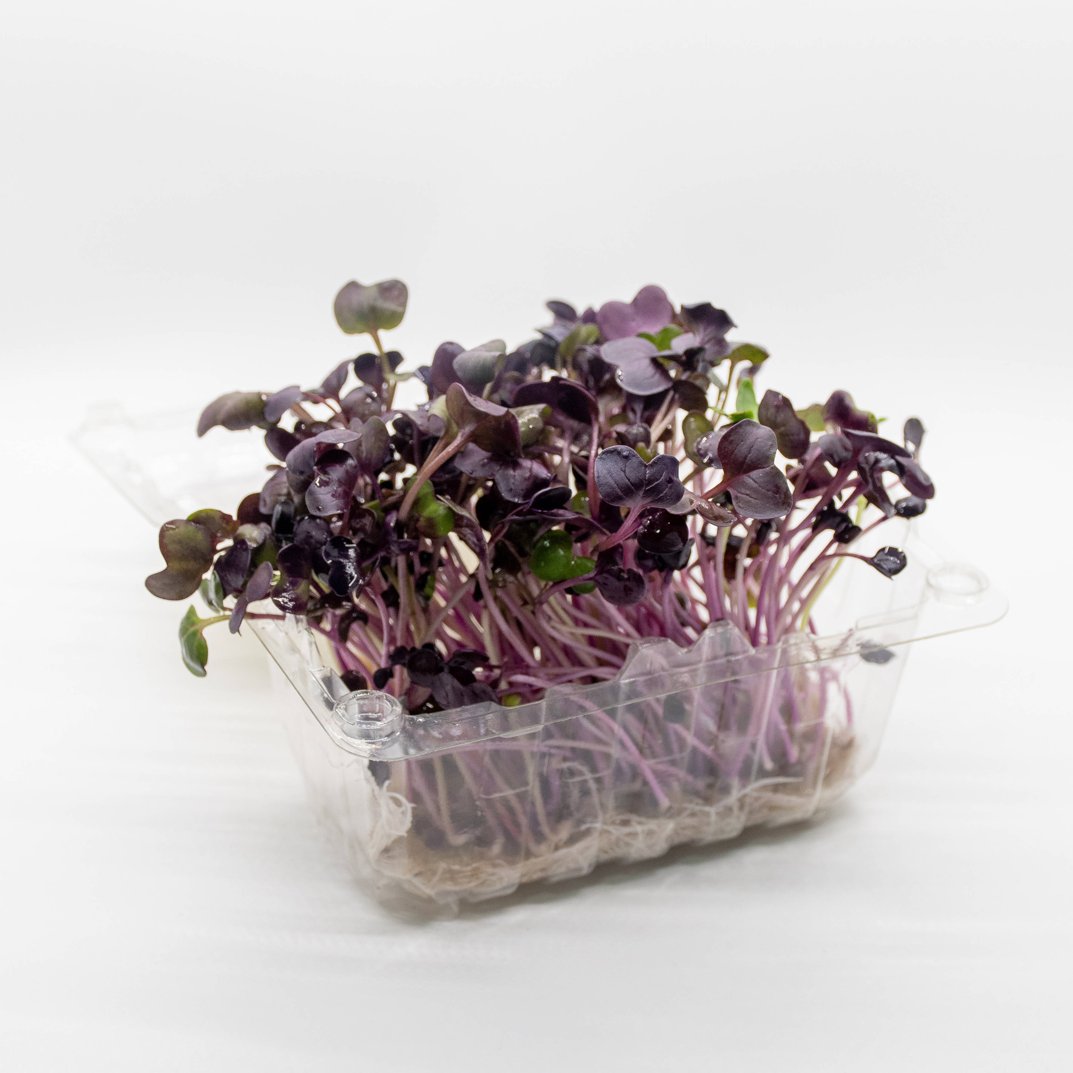 Germinado de Rabano Rambo Pequeño