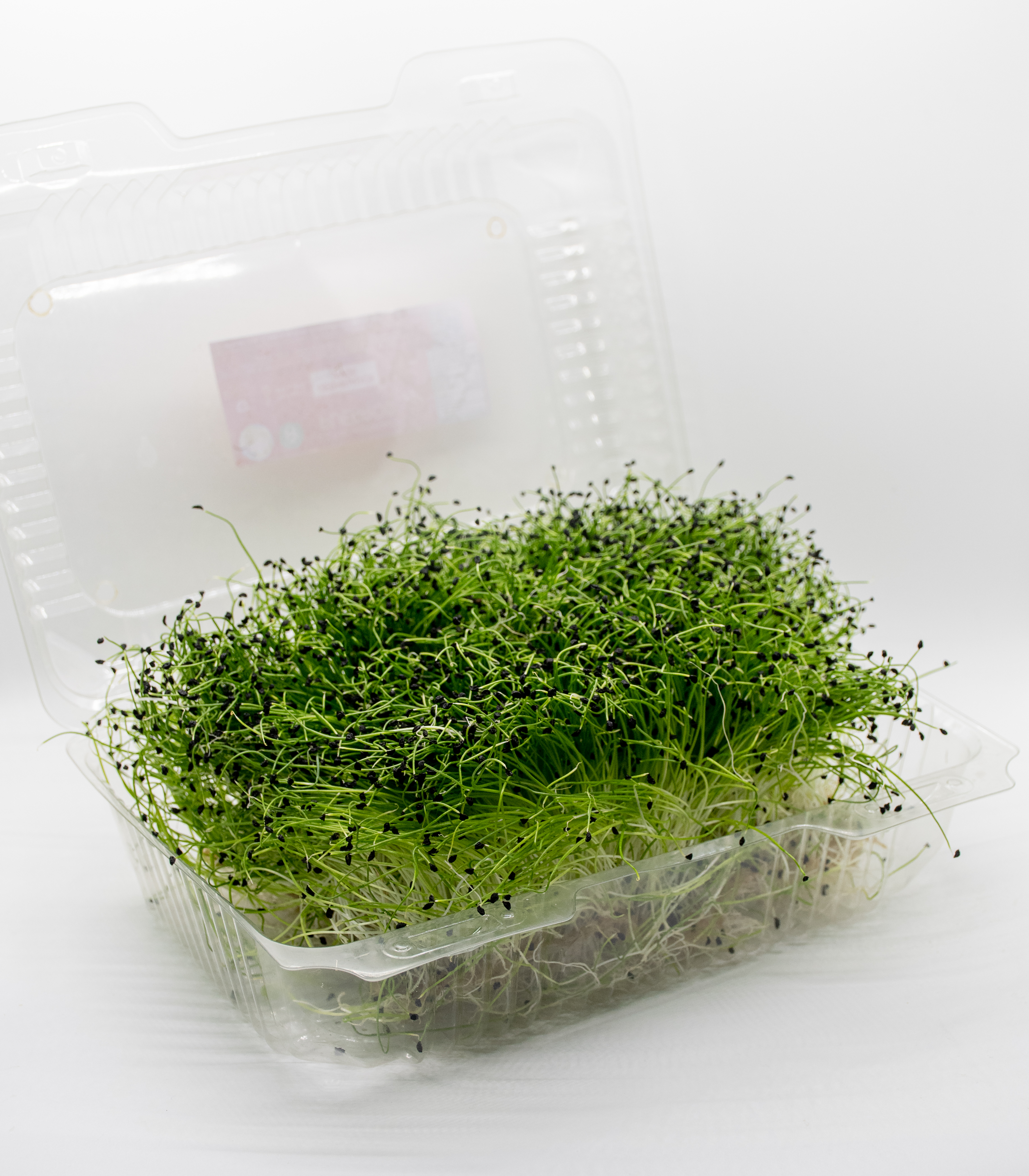 Germinado de Puerros Grande