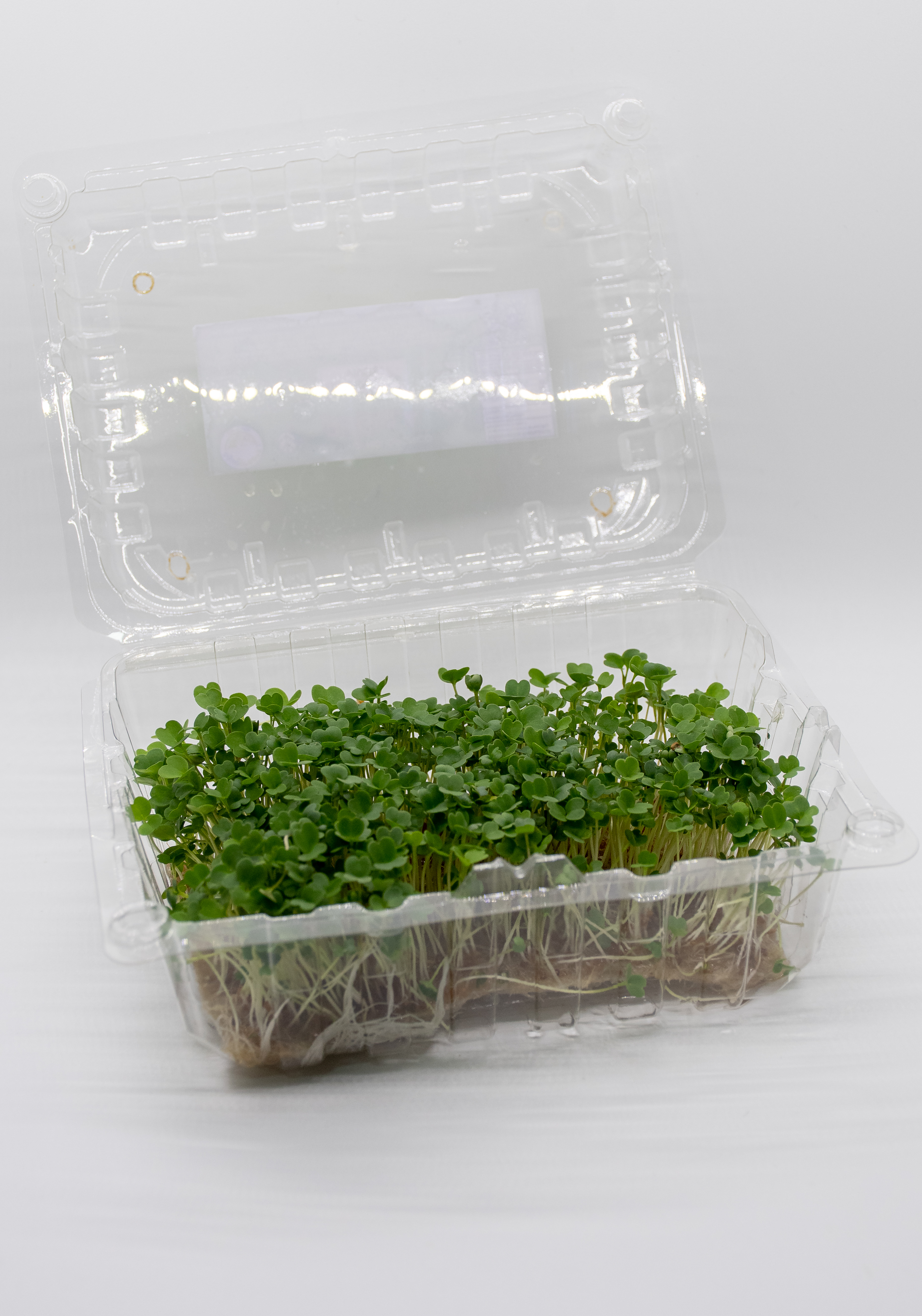 Germinado de Rugula Mediano