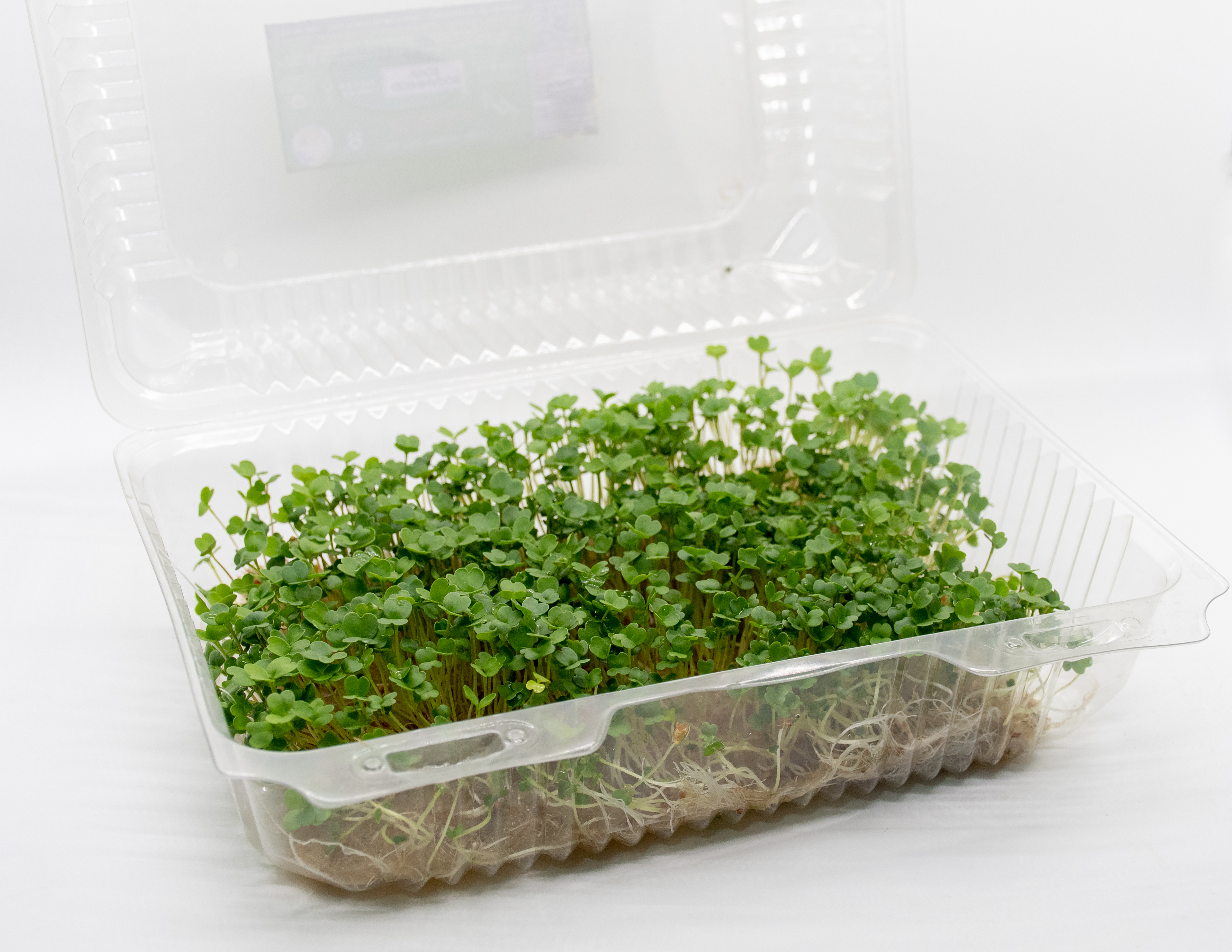 Germinado de Rugula Grande