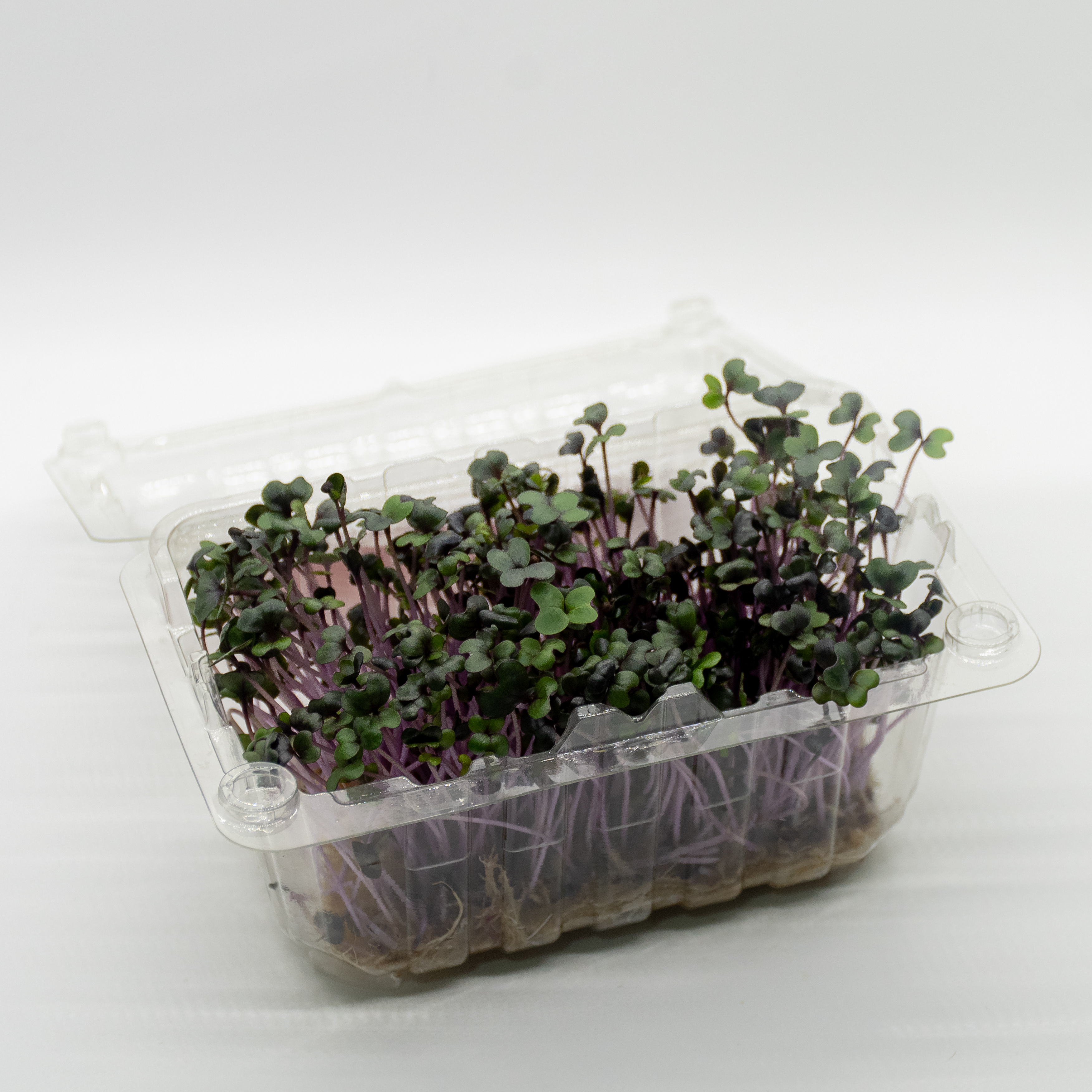 Germinado de Repollo Morado Pequeño