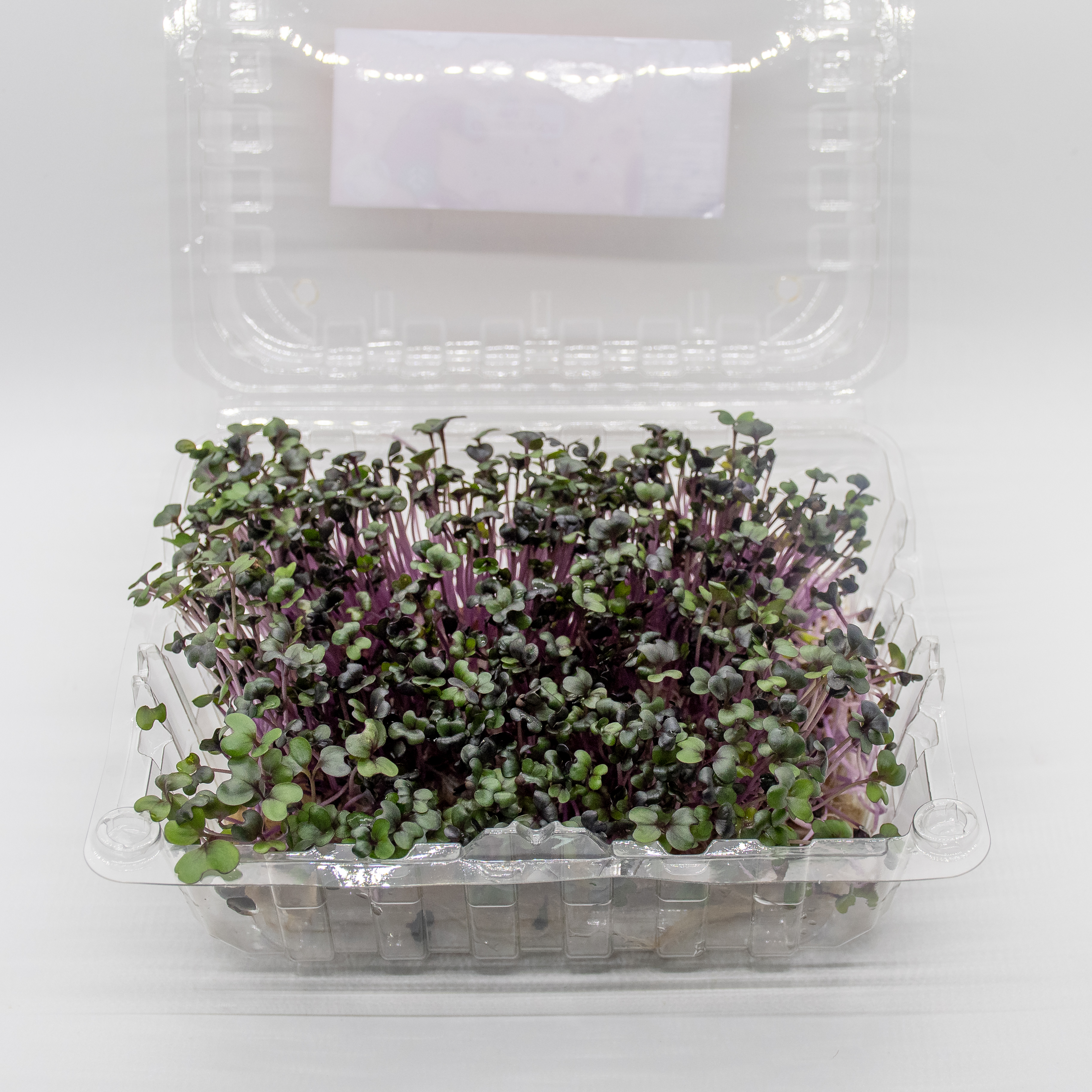 Germinado de Repollo Morado Mediano