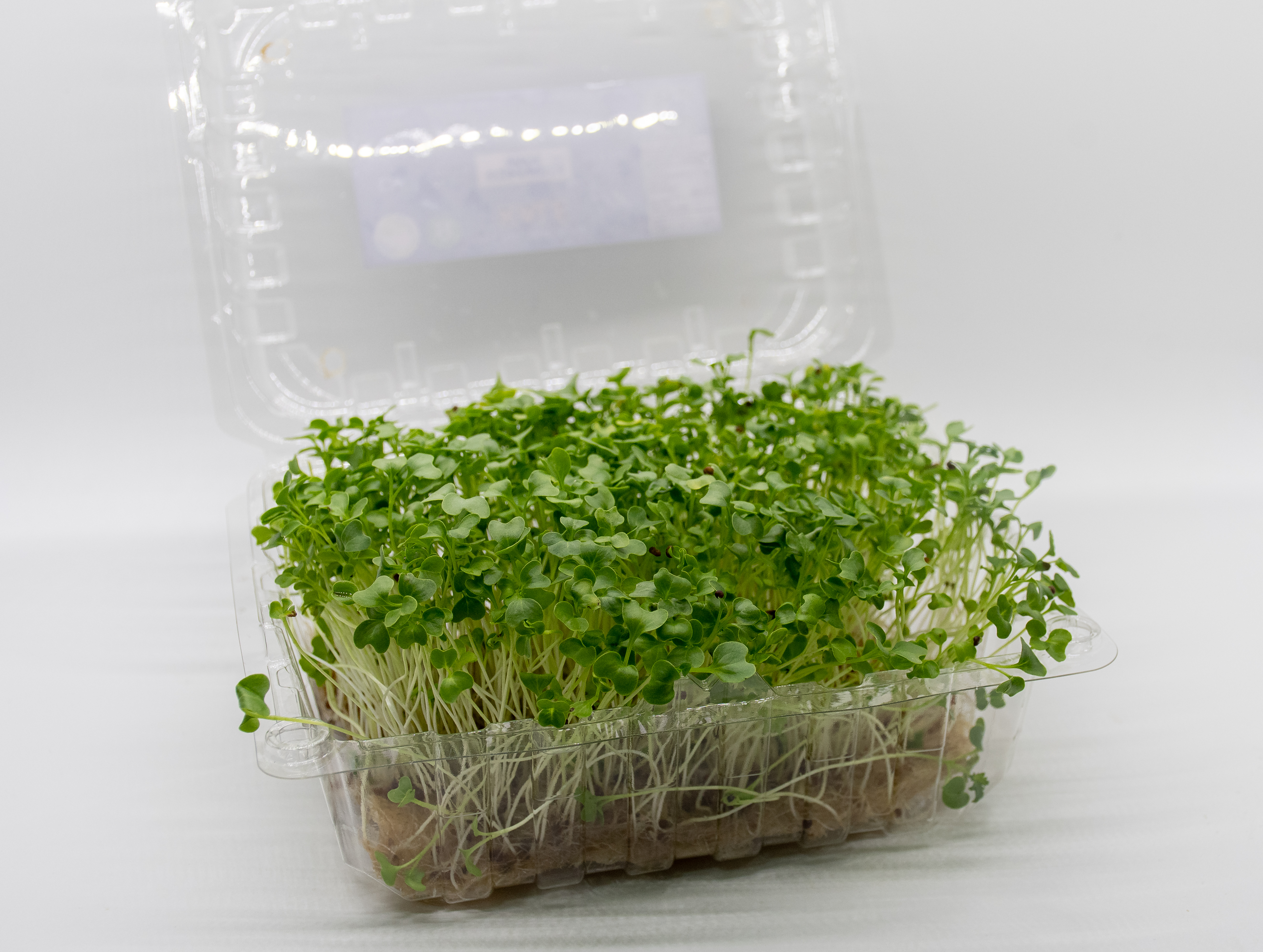 Germinado de Kale Mediano