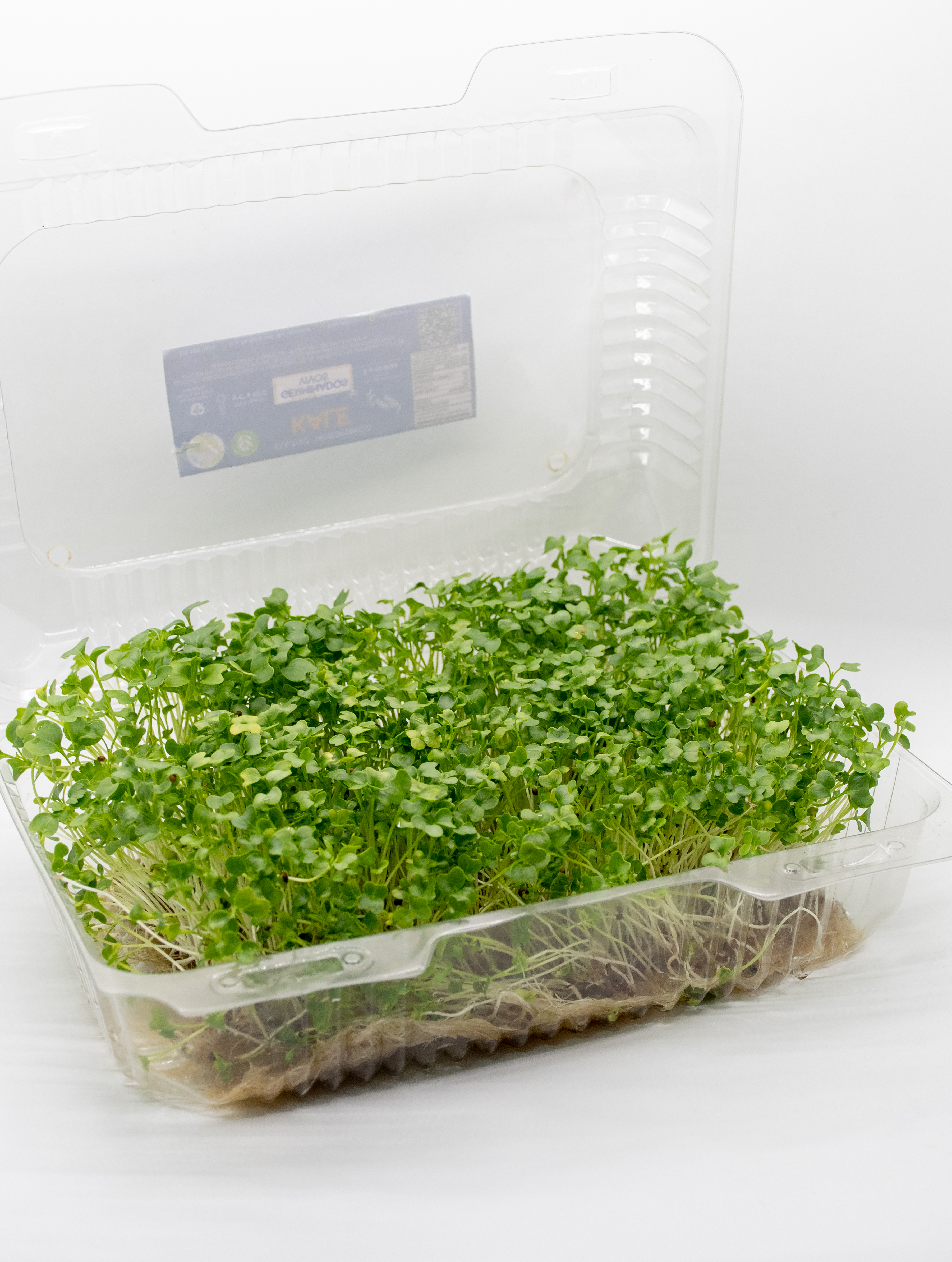 Germinado de Kale Grande