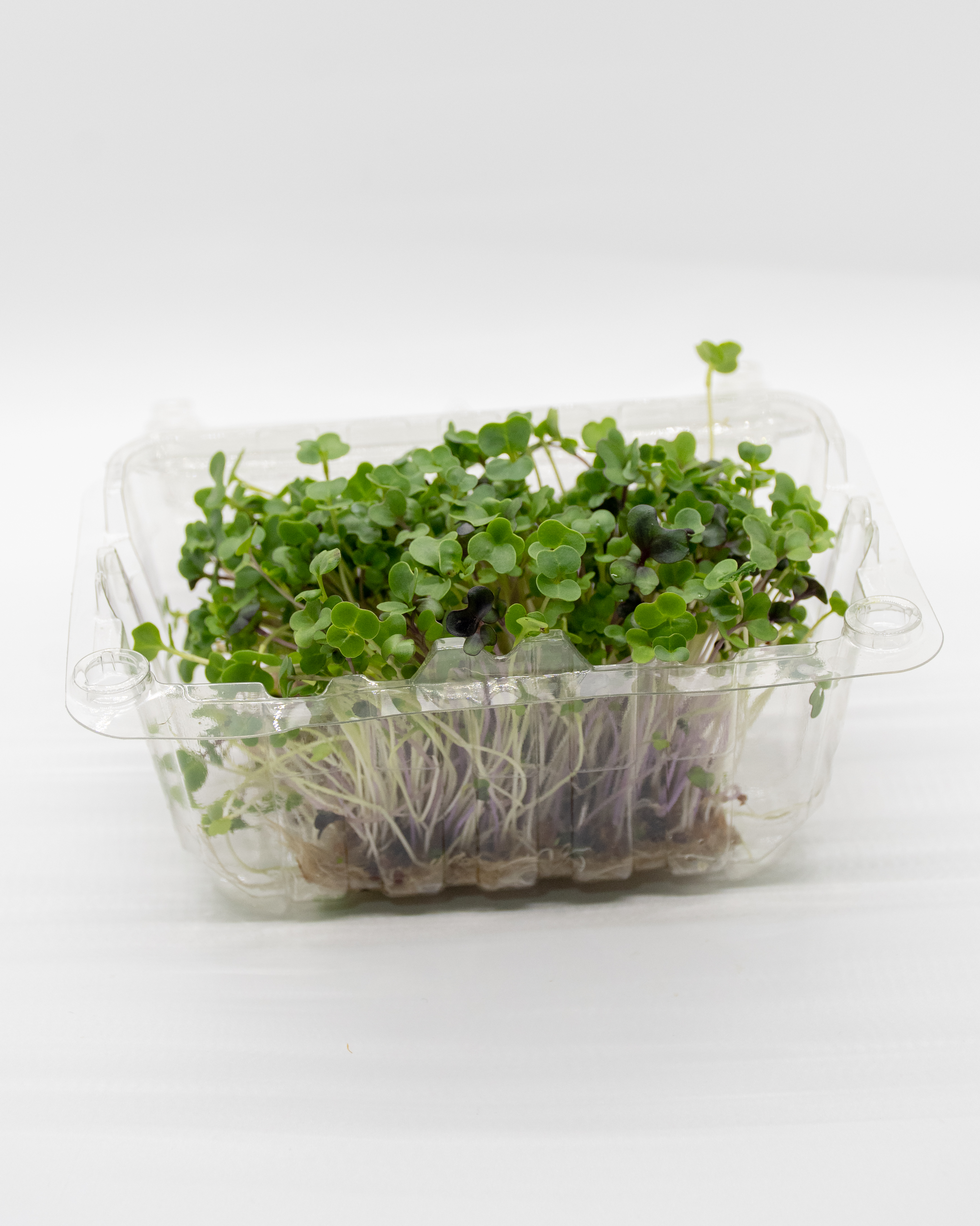 Germinado de Salad Mix Pequeño