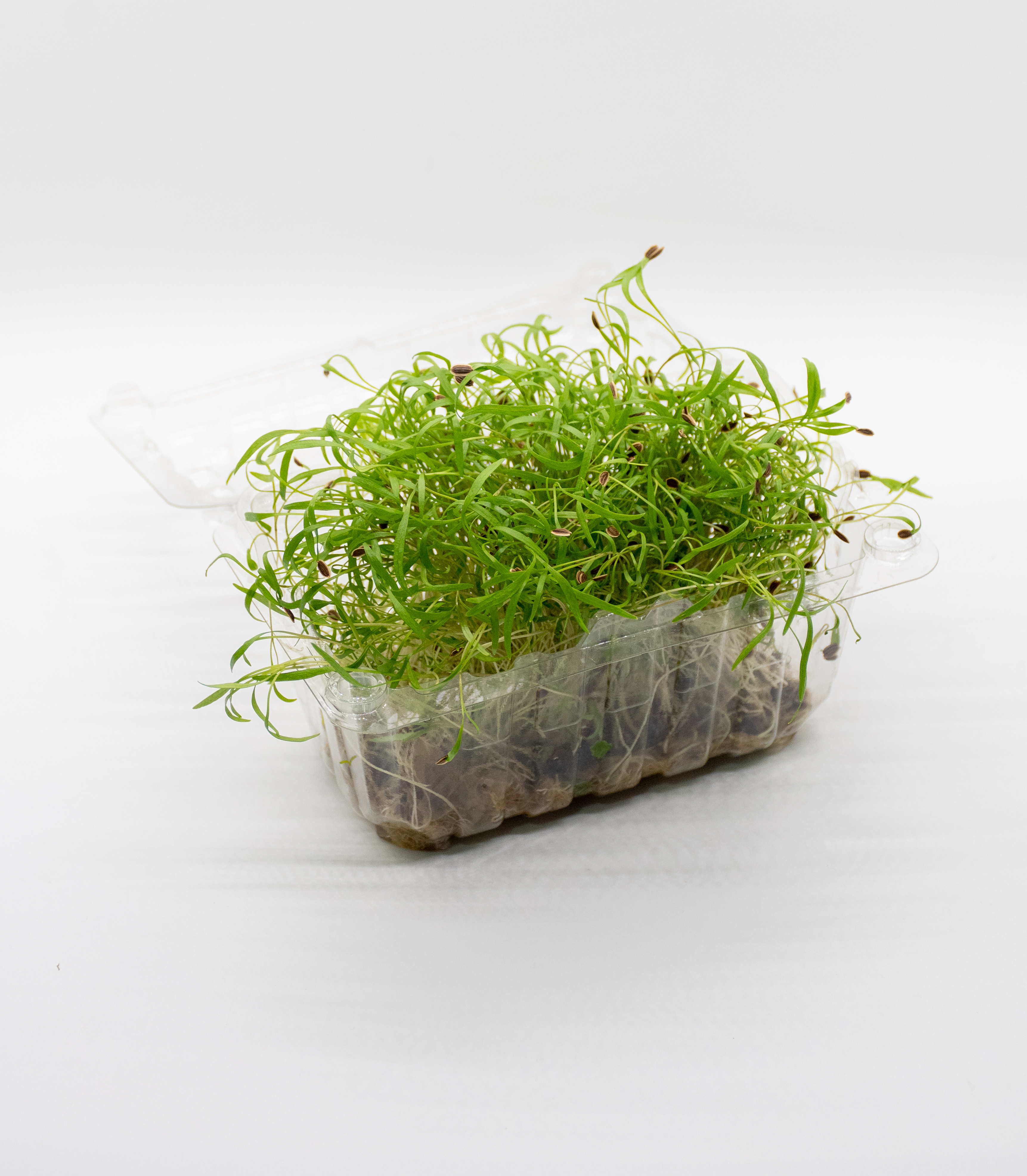 Germinado de Eneldo Pequeño