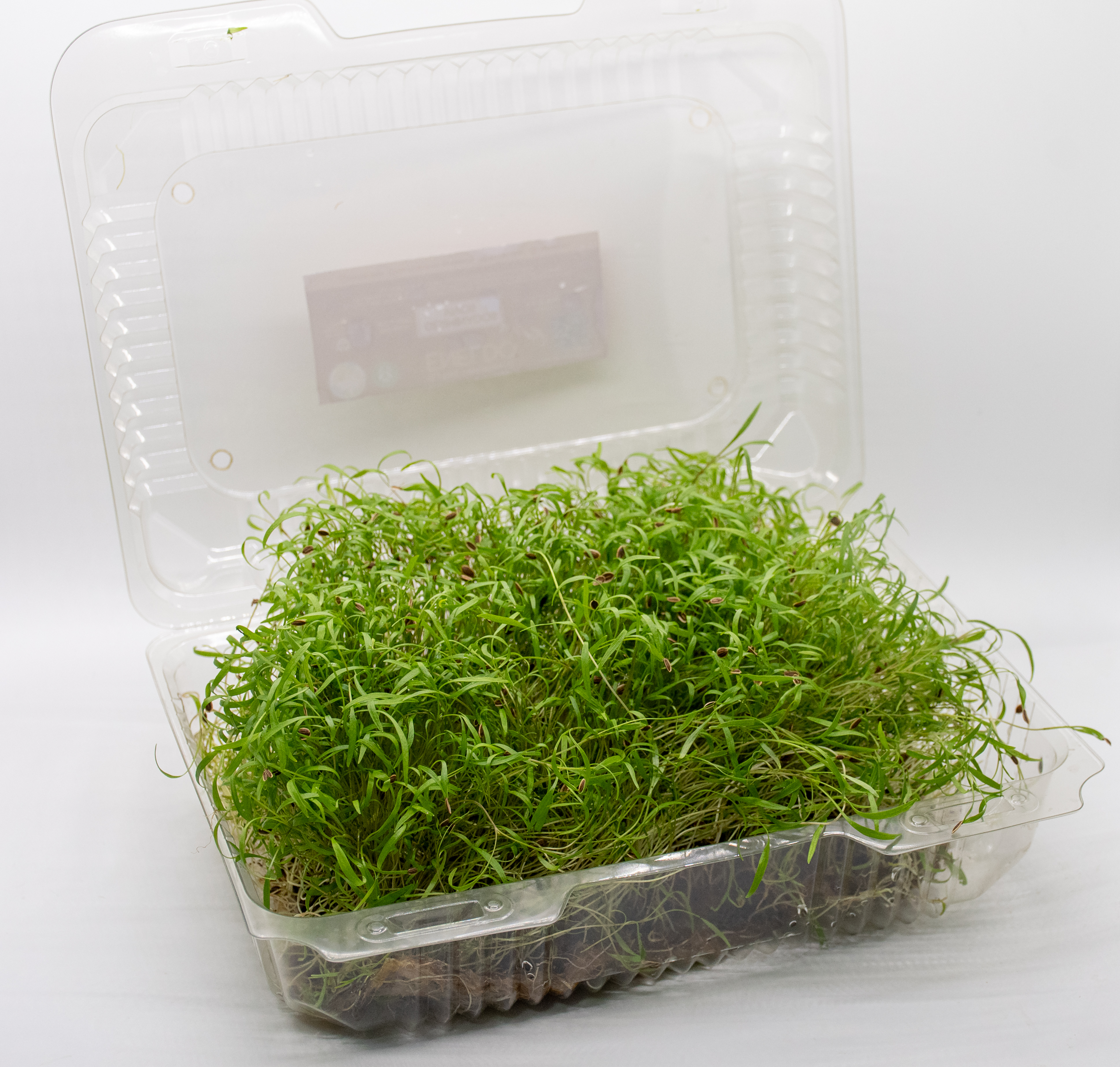 Germinado de Eneldo Grande