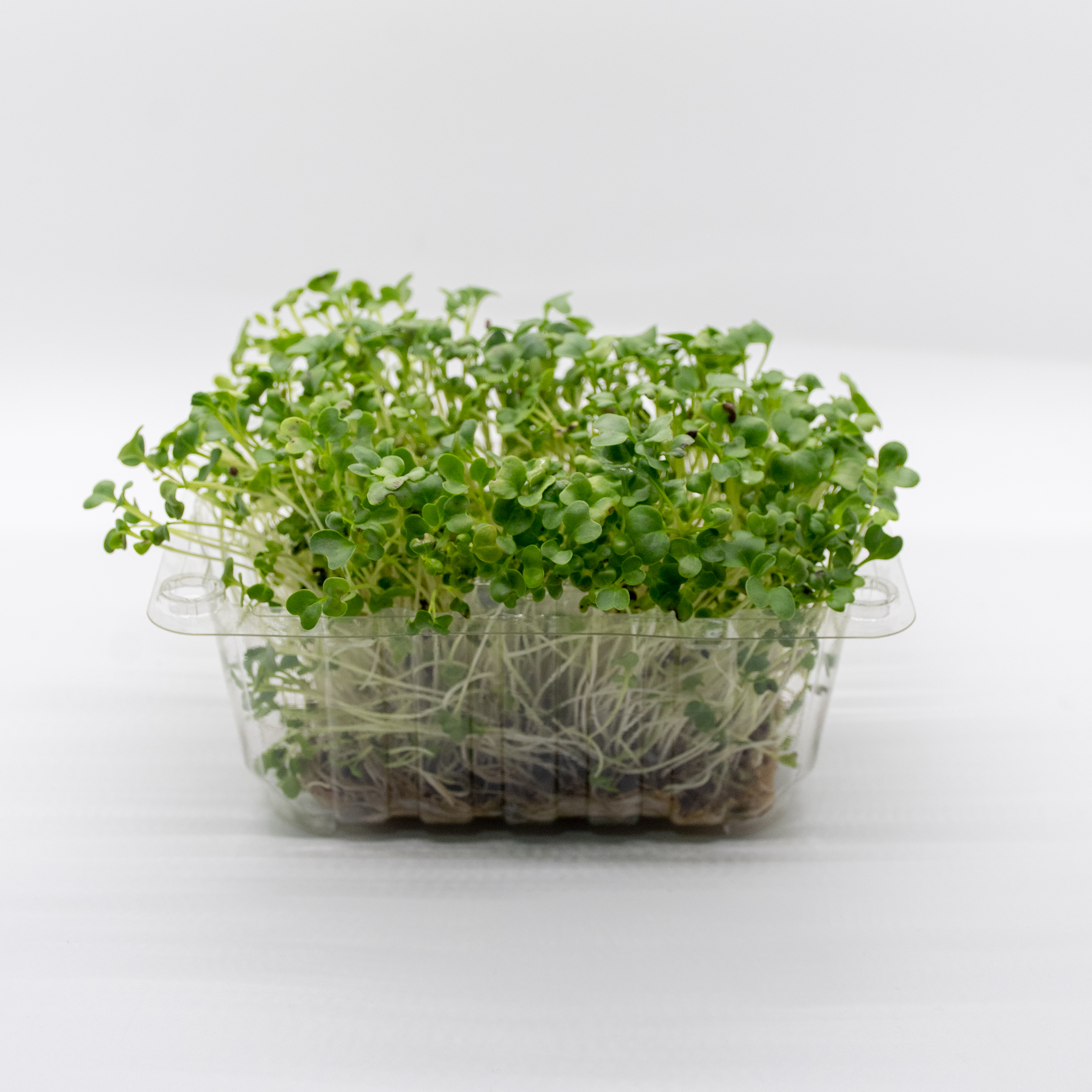 Germinado de Brocoli Pequeño