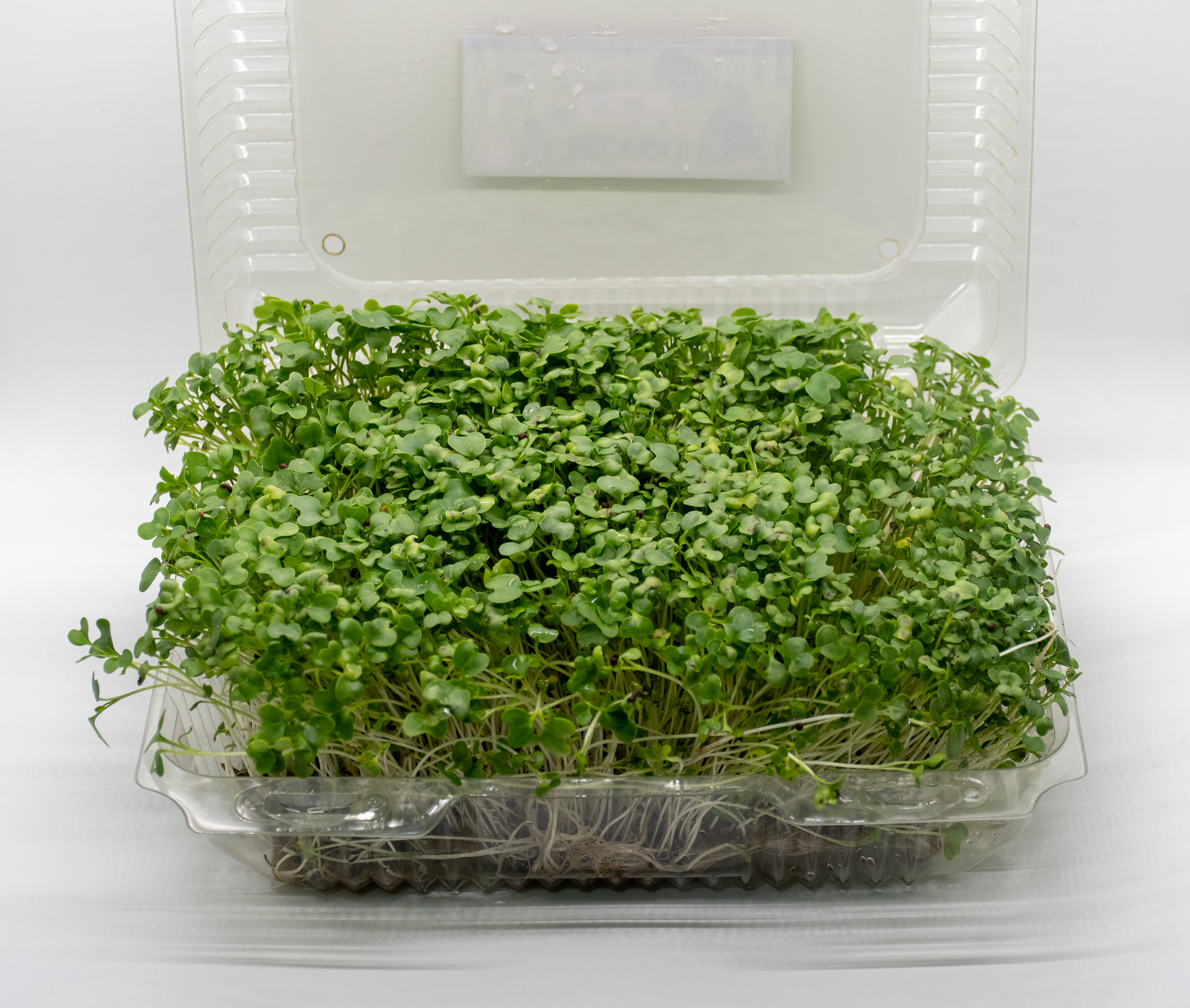 Germinado de Brocoli Grande