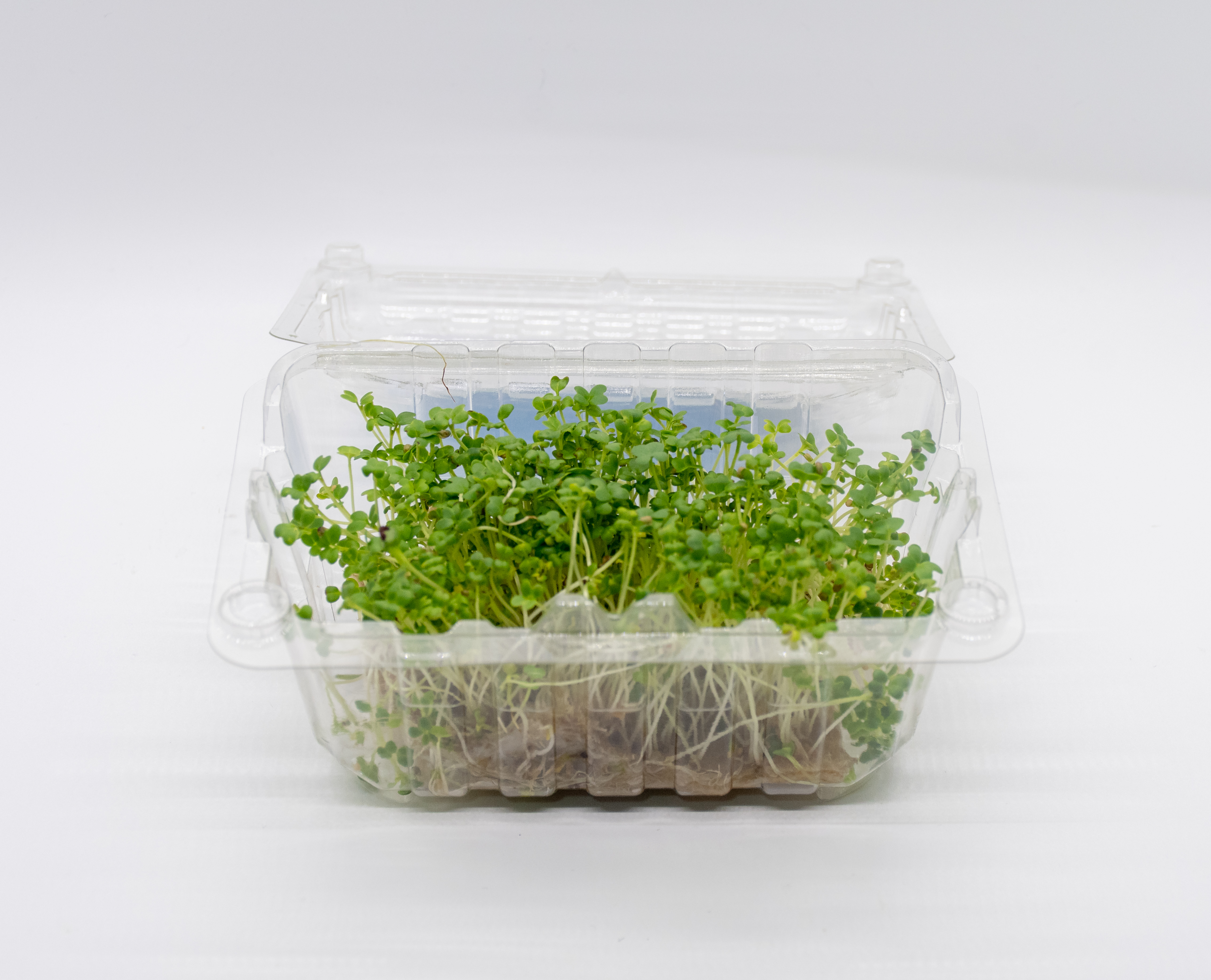 Germinado de Mostaza Verde Pequeño