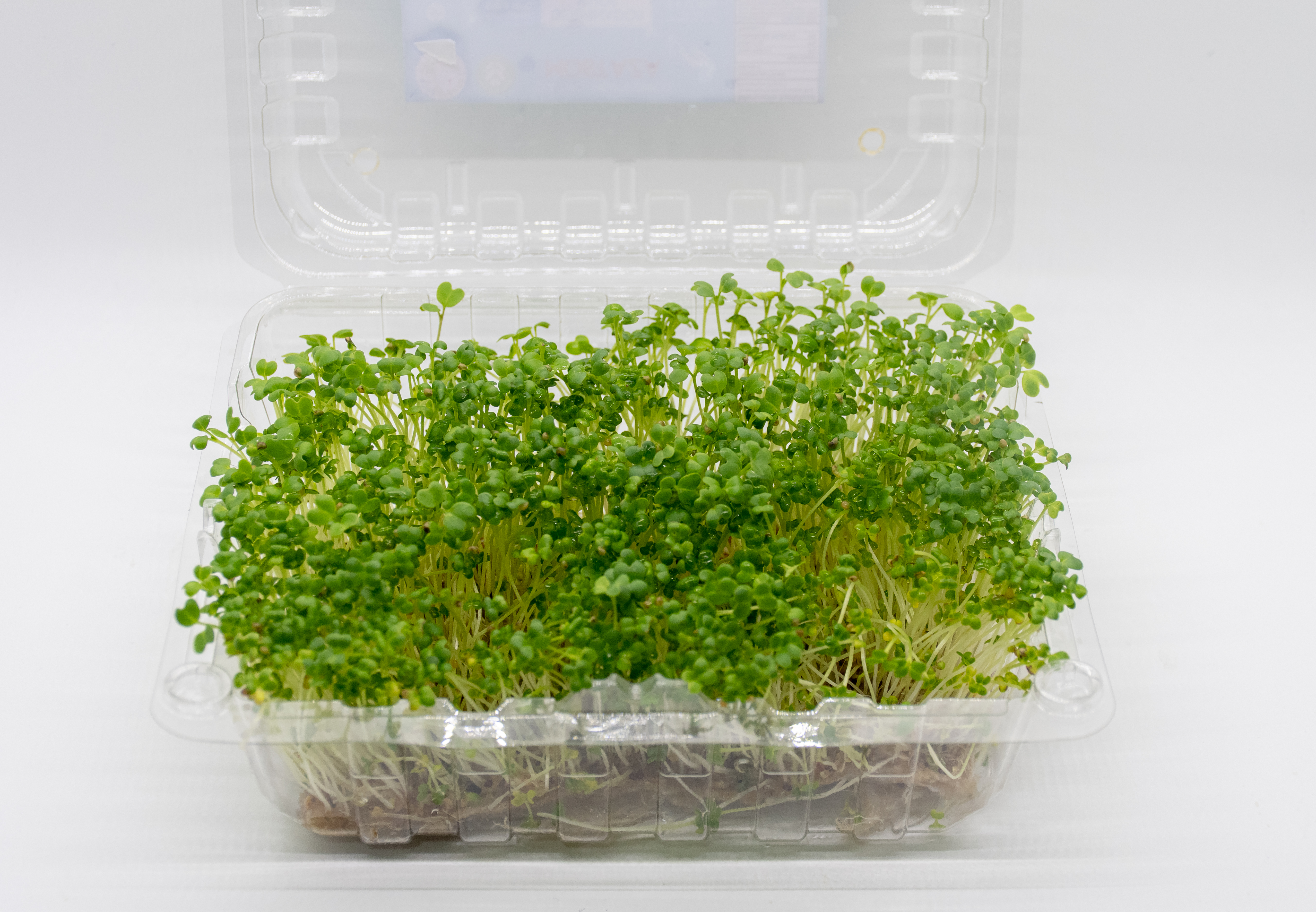 Germinado de Mostaza Verde Mediano