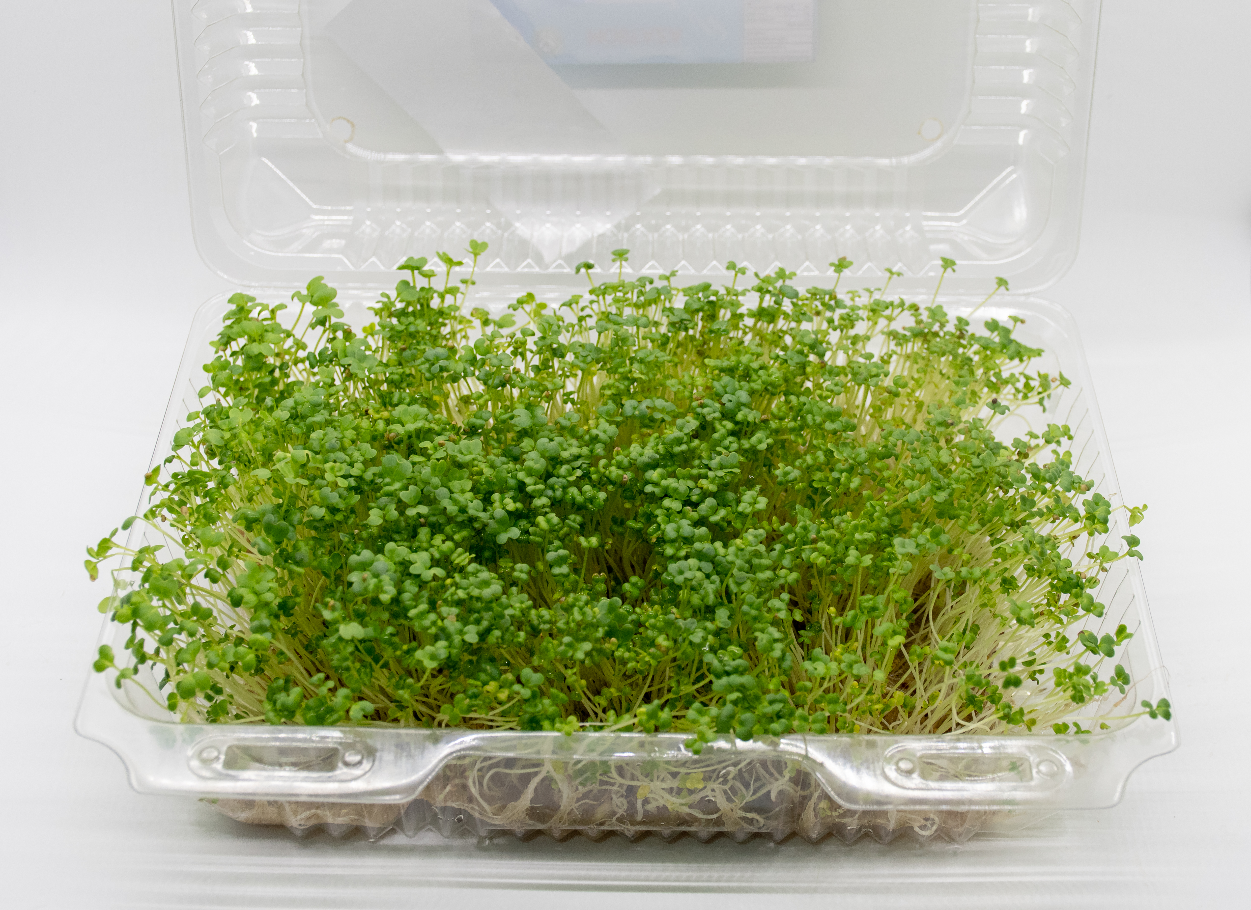 Germinado de Mostaza Verde Grande