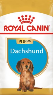 BHN DACHSHUND PUPPY 1.13KG