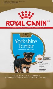 BHN YORKSHIRE PUPPY 1.13KG