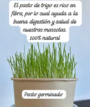 PASTO DE TRIGO GERMINADO 
