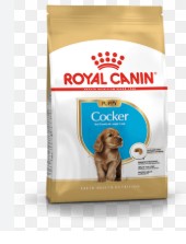 BHN POODLE PUPPY 3KG