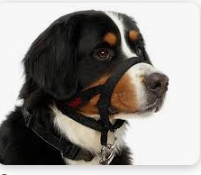 BOZAL HEALTHY (TALLA L NEGRO)