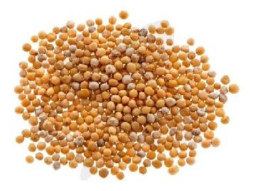 SEMILLA DE MOSTAZA AMARILLA 