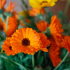 CALENDULA FLORES