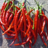 CHILE DE ARBOL 