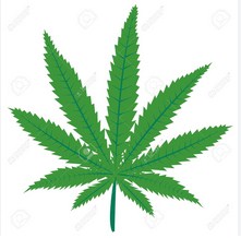 CALCOMANIA MARIHUANA