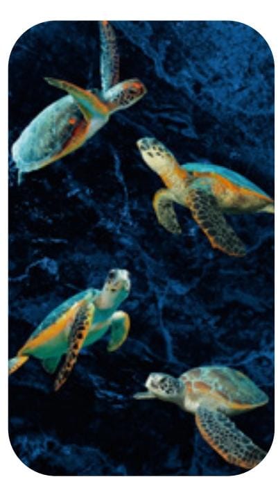 Toalla microfibra Tortugas