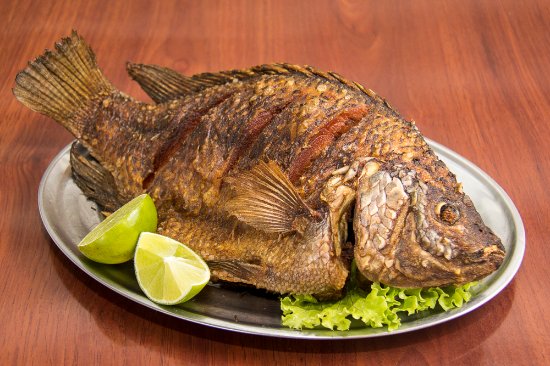 Tilapia