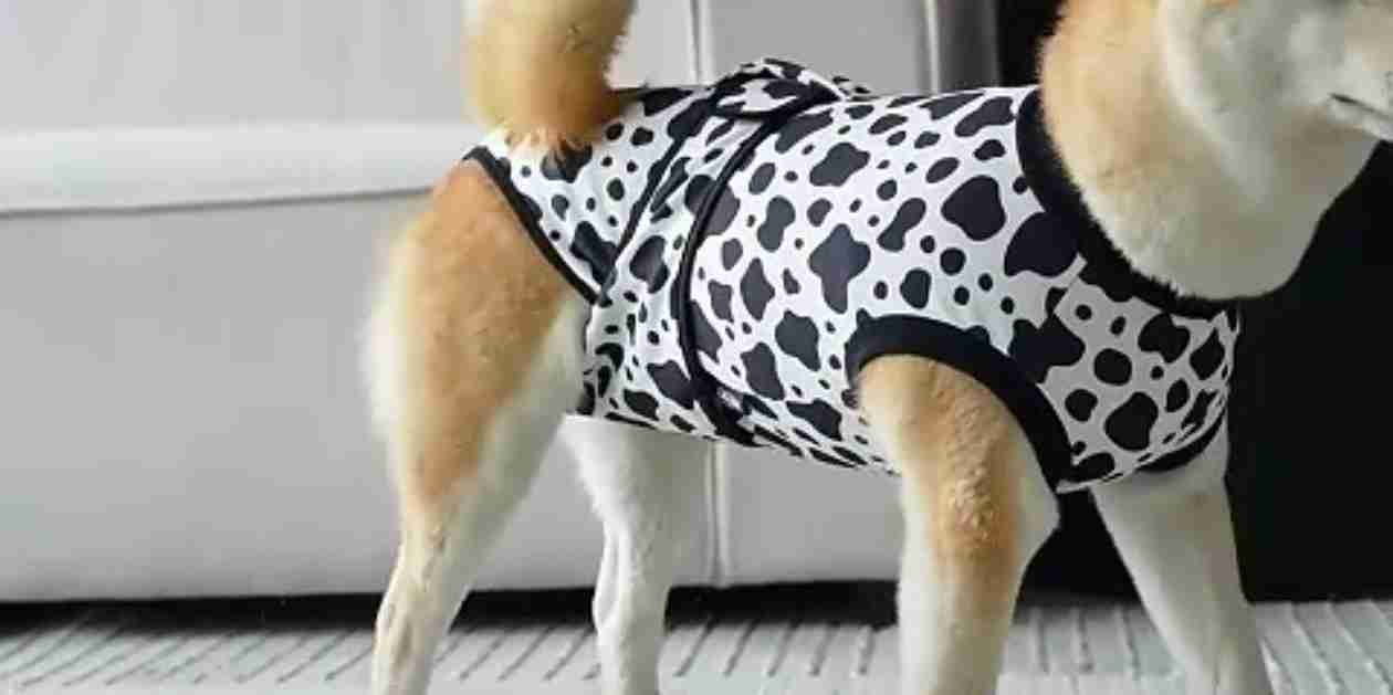 FAJA DE LICRA POSOPERATORIA XL (DISEÑO VACA