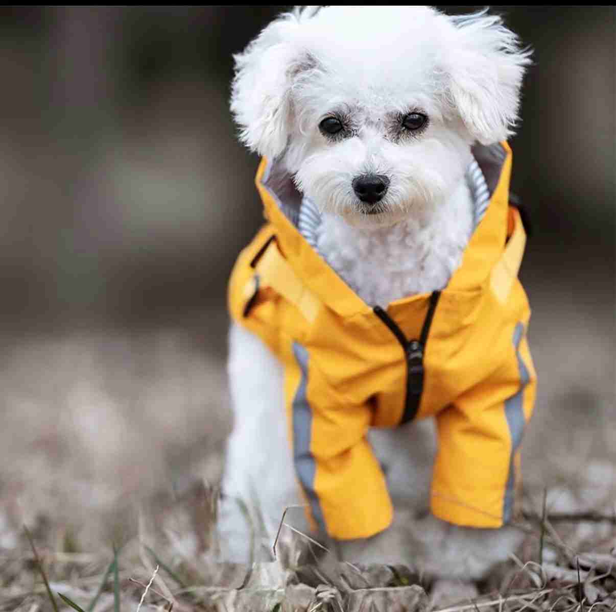 IMPERMEABLE PARA PERROS MINI