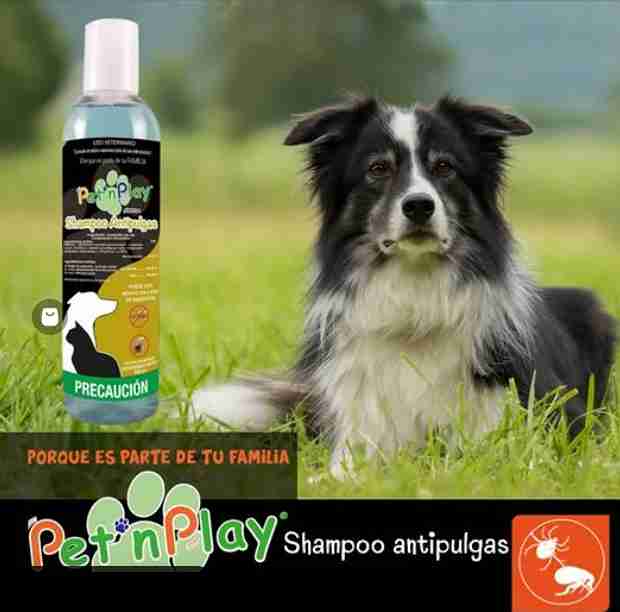 PET AND PLAY SHAMPOO ANTIPULGAS PERRO/GATO 250ML