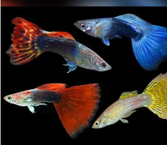 GUPPYS  (PAREJA)