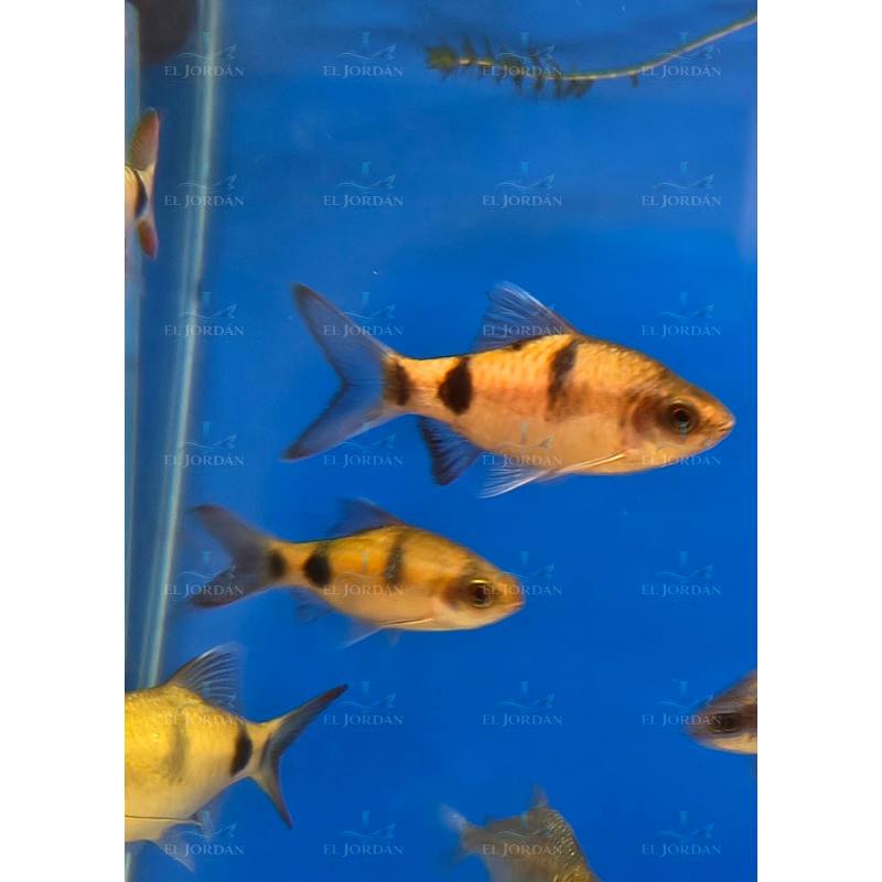 Barbo Arulios (Dawkinsia arulius)