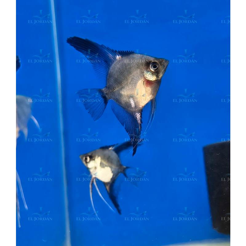 Escalar Paraiba (Pez Ángel) (Pterophyllun scalare)