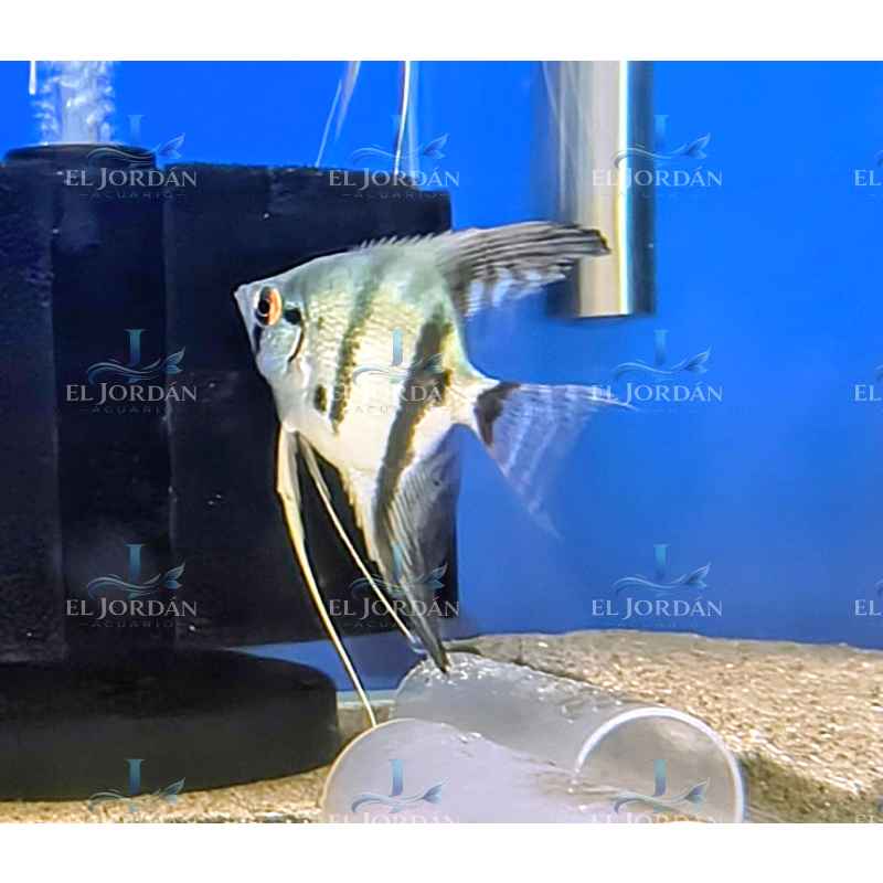 Escalar Pinoy Verde Zebra (Pez Ángel) (Pterophyllun scalare)