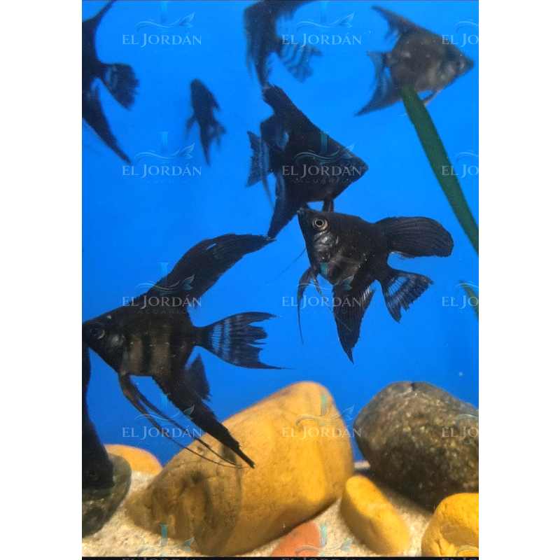 Escalar Pinoy Negro Blue (Pez Ángel) (Pterophyllun scalare)