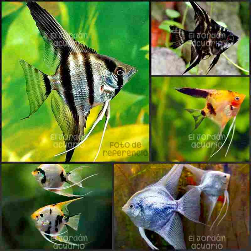 Escalar (Pez Ángel) Surtido (Pterophyllun scalare)