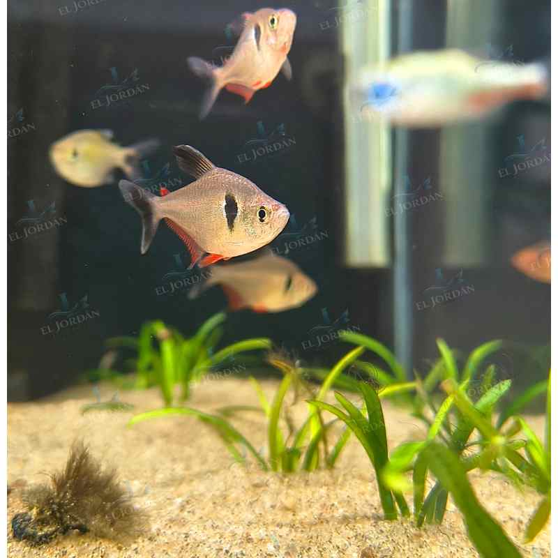 Tetra Phantom Negro (Hyphessobrycon Megalopterus)