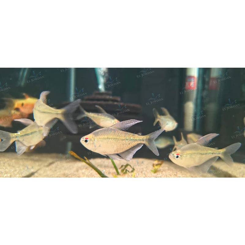 Tetra Diamante (Moenkhausia Pittieri)