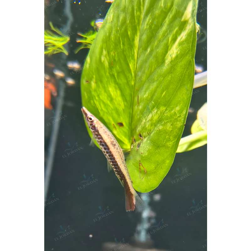 Tetra Pencil Inclinado x 6 (Nannostomus eques)